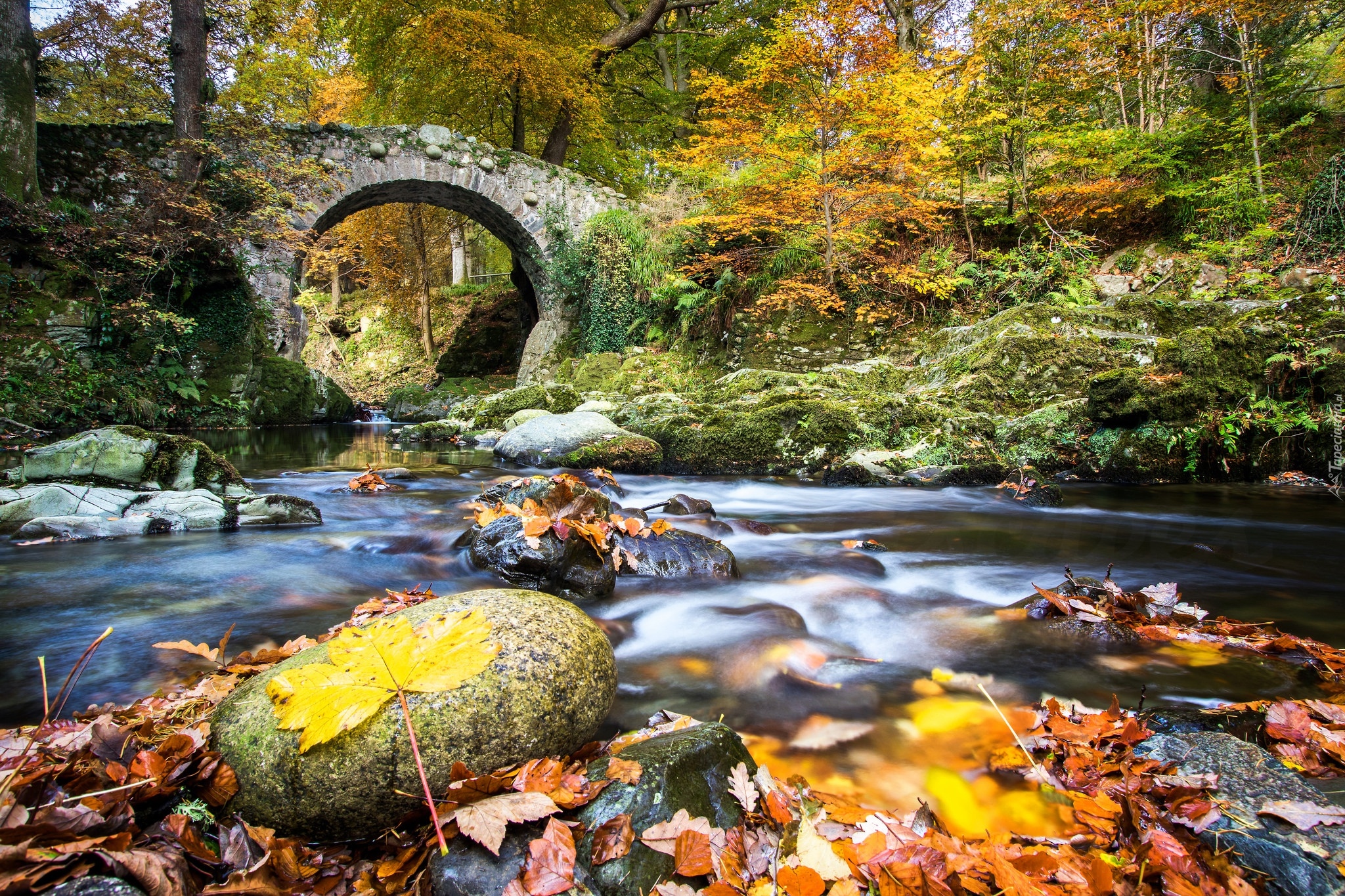 Irlandia Północna, Park Tollymore Forest, Jesień, Las, Rzeka Shimna, Kamienny, Most, Kamienie, Liście