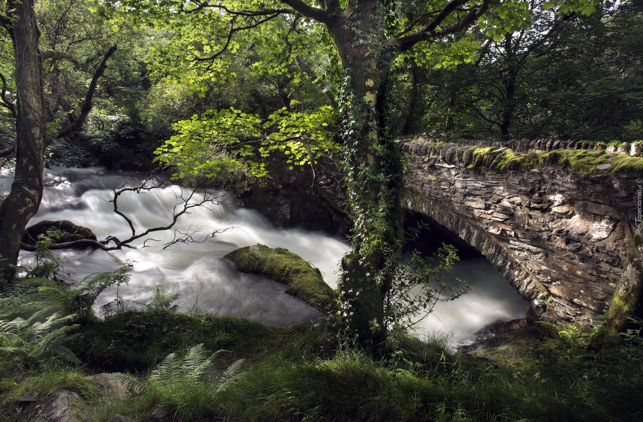 Kamienny, Most, Rzeka, Drzewa, Walia, Park Narodowy Snowdonia,  Roślinność