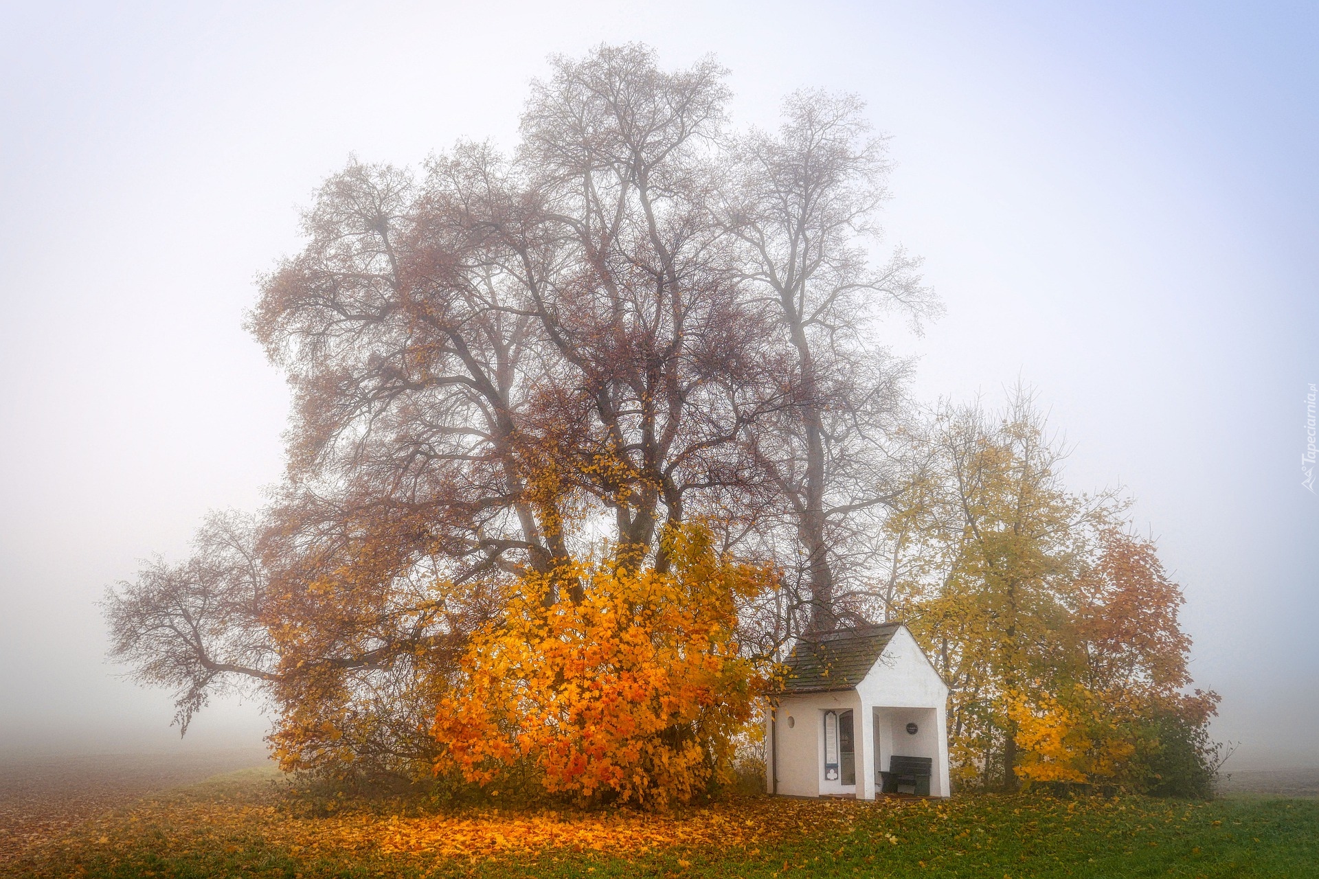 Jesień, Kapliczka, Drzewa, Mgła, Pole