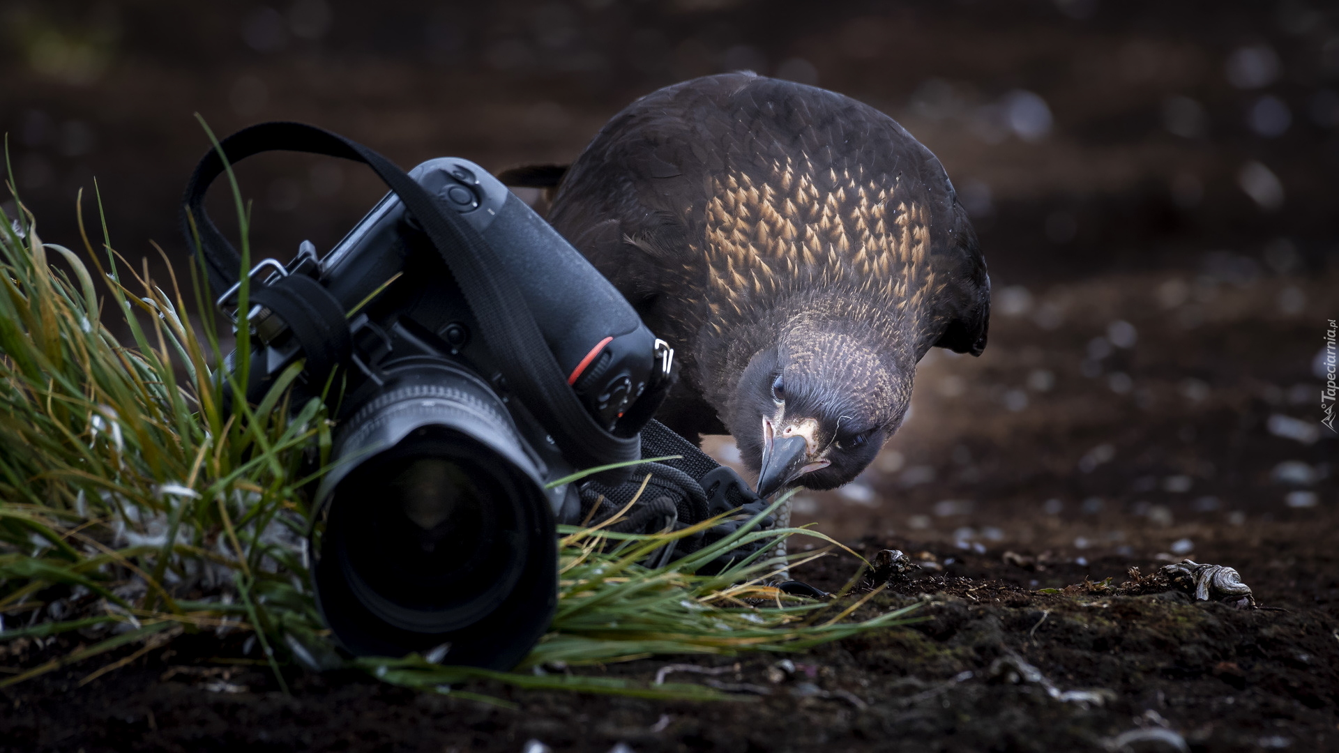 Ptak, Karakara falklandzka, Aparat fotograficzny