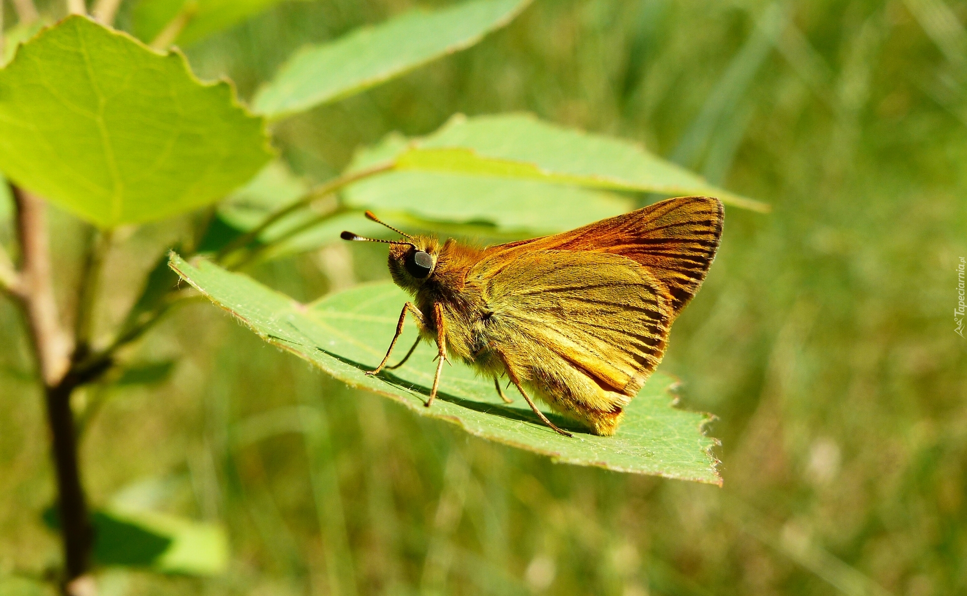 Owad, Motyl, Karłątek kniejnik, Liść