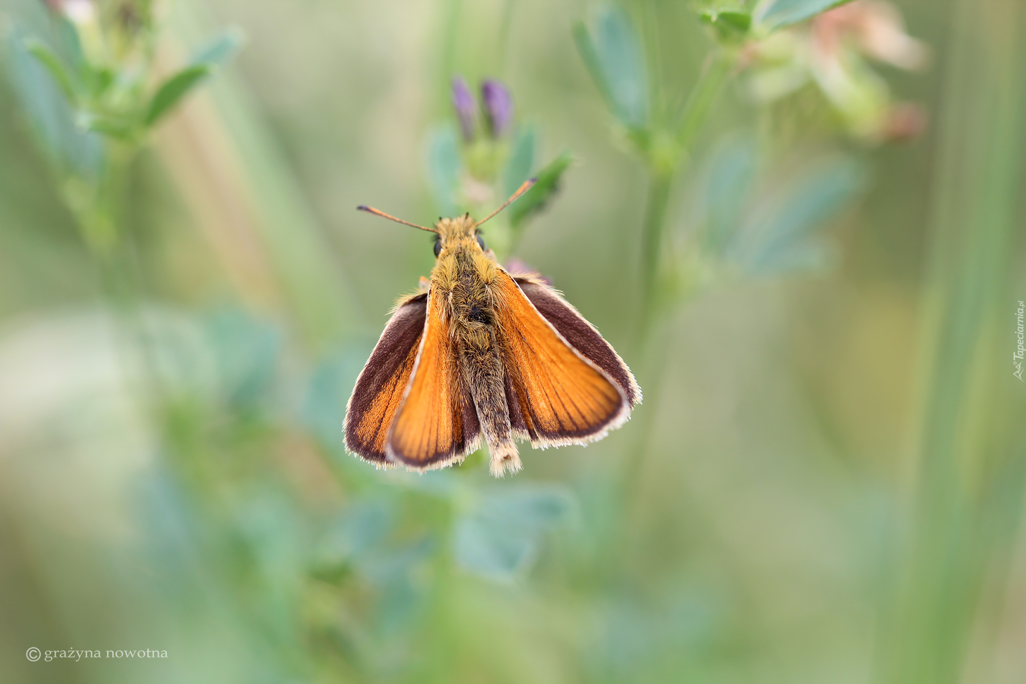 Motyl, Karłątek leśny, Owad