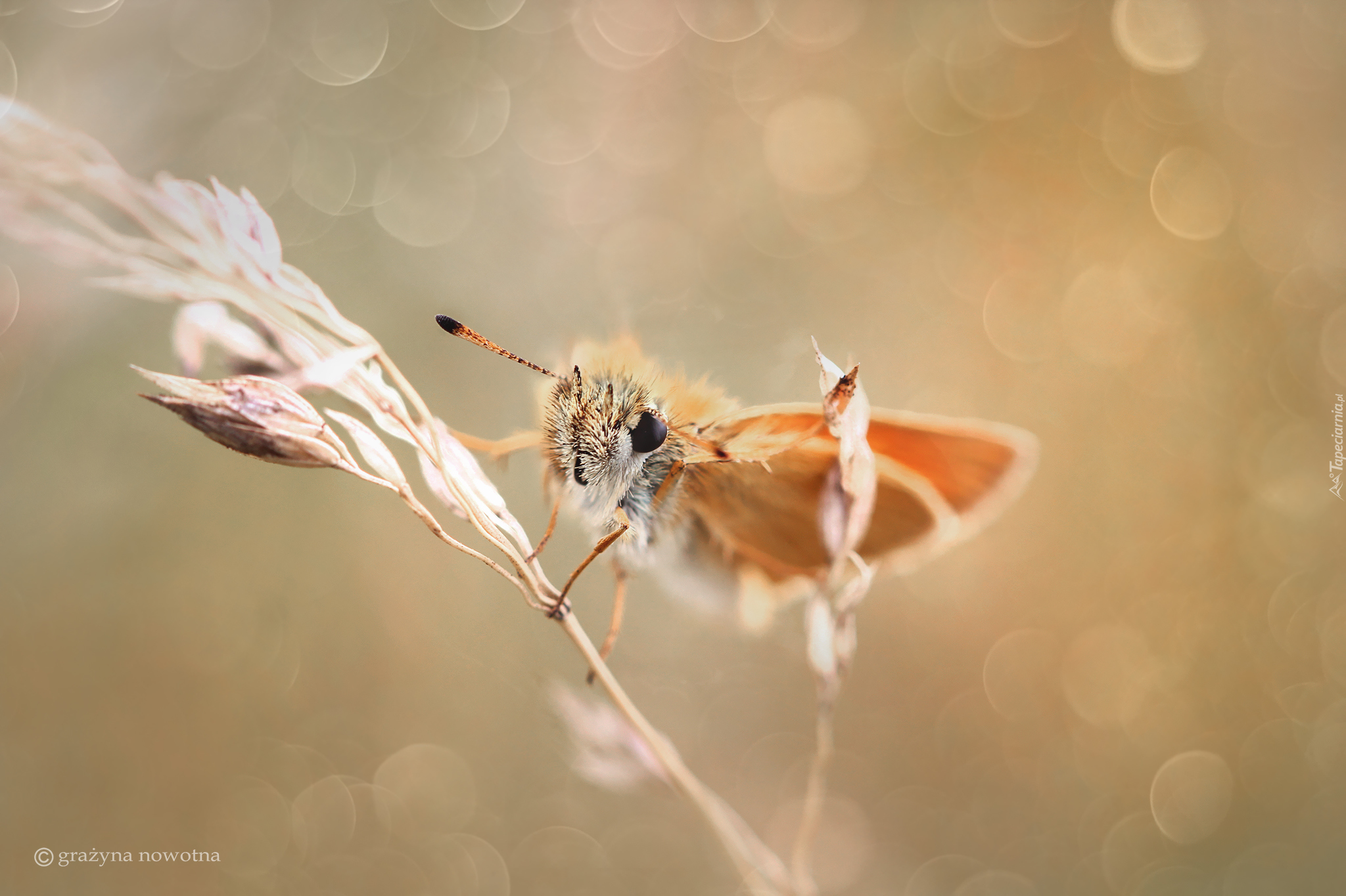 Karłątek, Motyl, Źdźbło