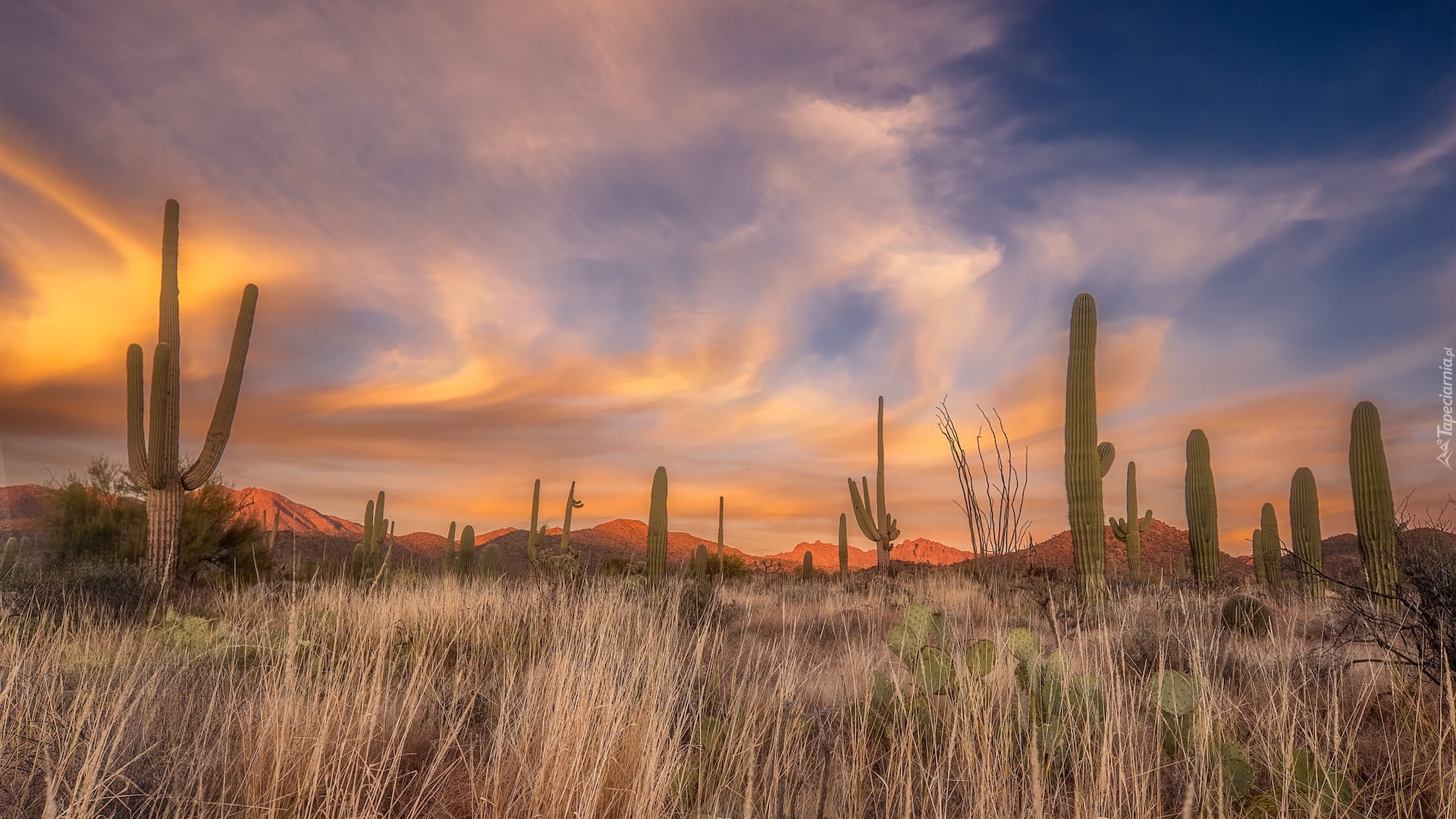 Zachód słońca, Góry, Park Narodowy Saguaro, Trawa, Kaktusy, Karnegie olbrzymie, Arizona, Stany Zjednoczone