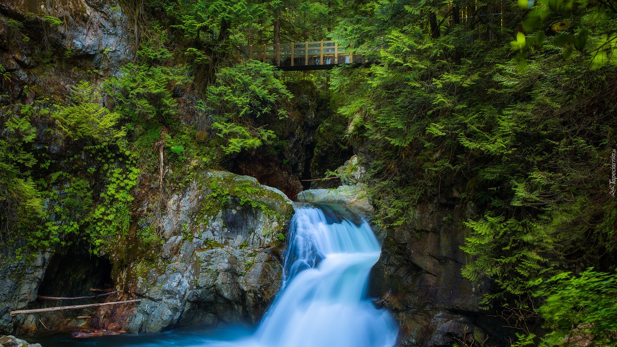 Kanada, Vancouver, Lynn Canyon Park, Drzewa, Kaskada, Twin Falls, Rzeka, Park, Roślinność, Most, Skały