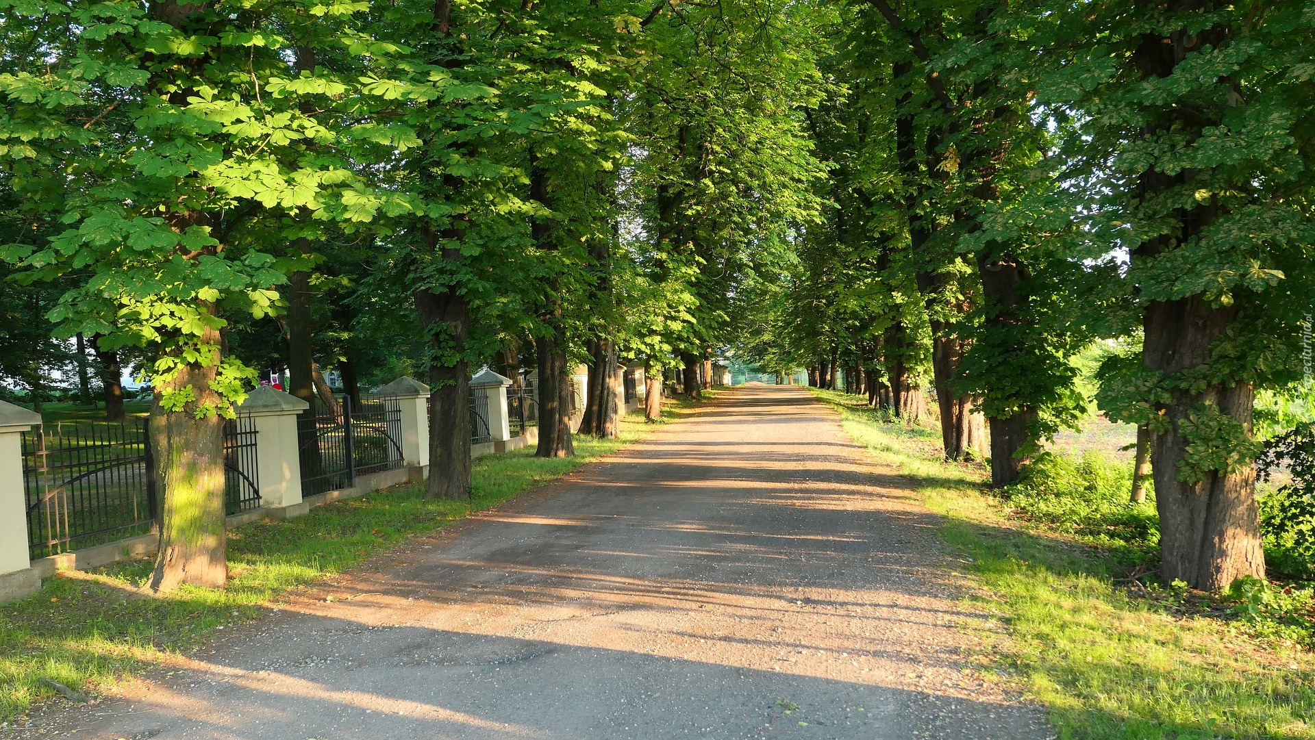 Droga, Aleja, Drzewa, Kasztanowce, Park, Słoneczny blask