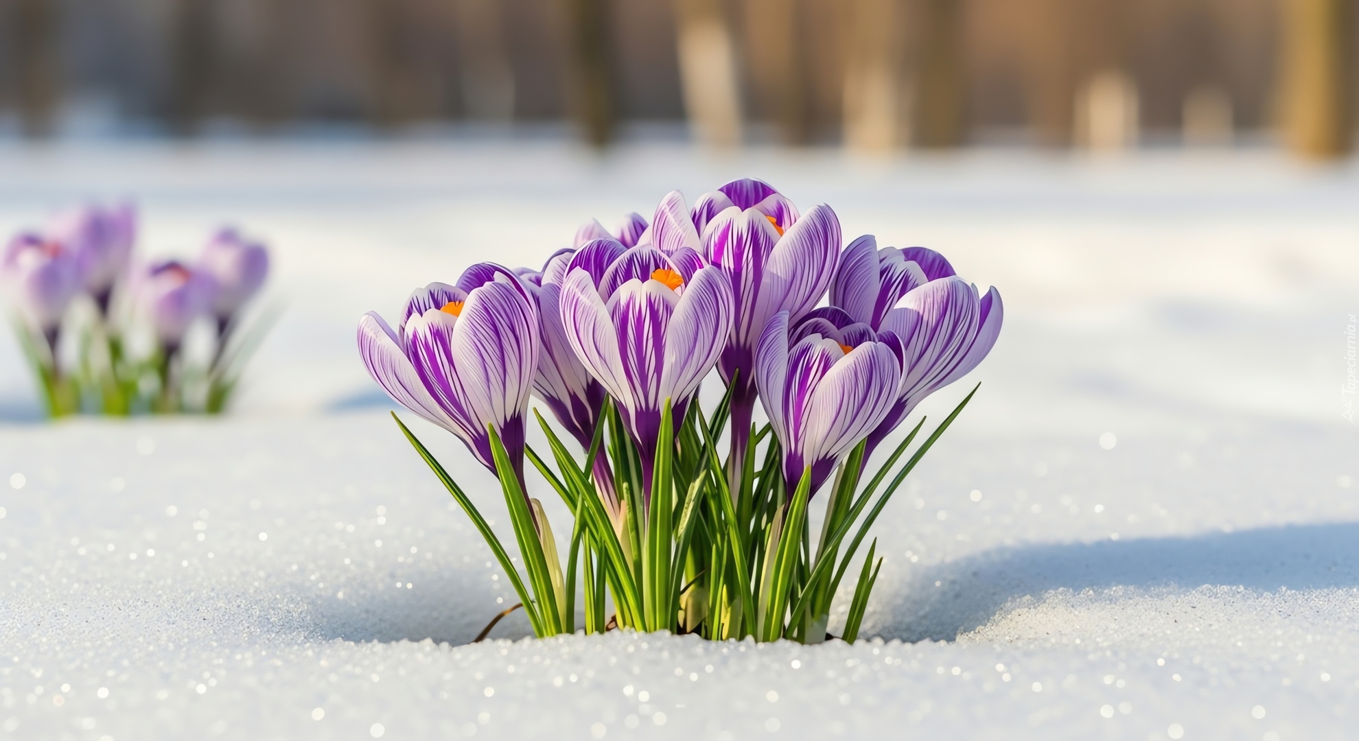 Krokusy, Śnieg, Grafika AI