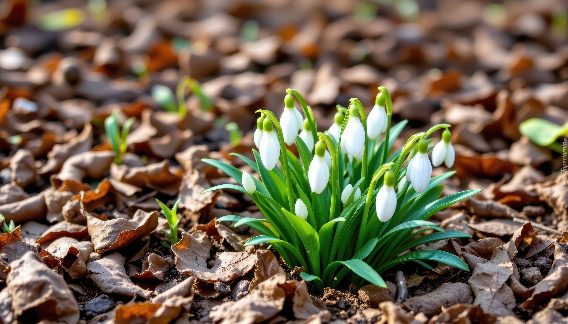 Kwiaty, Białe, Przebiśniegi, Suche, Liście, AI