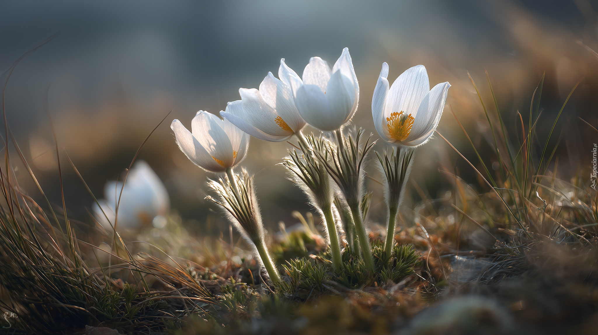 Białe, Sasanki, Kwiat, Grafika AI