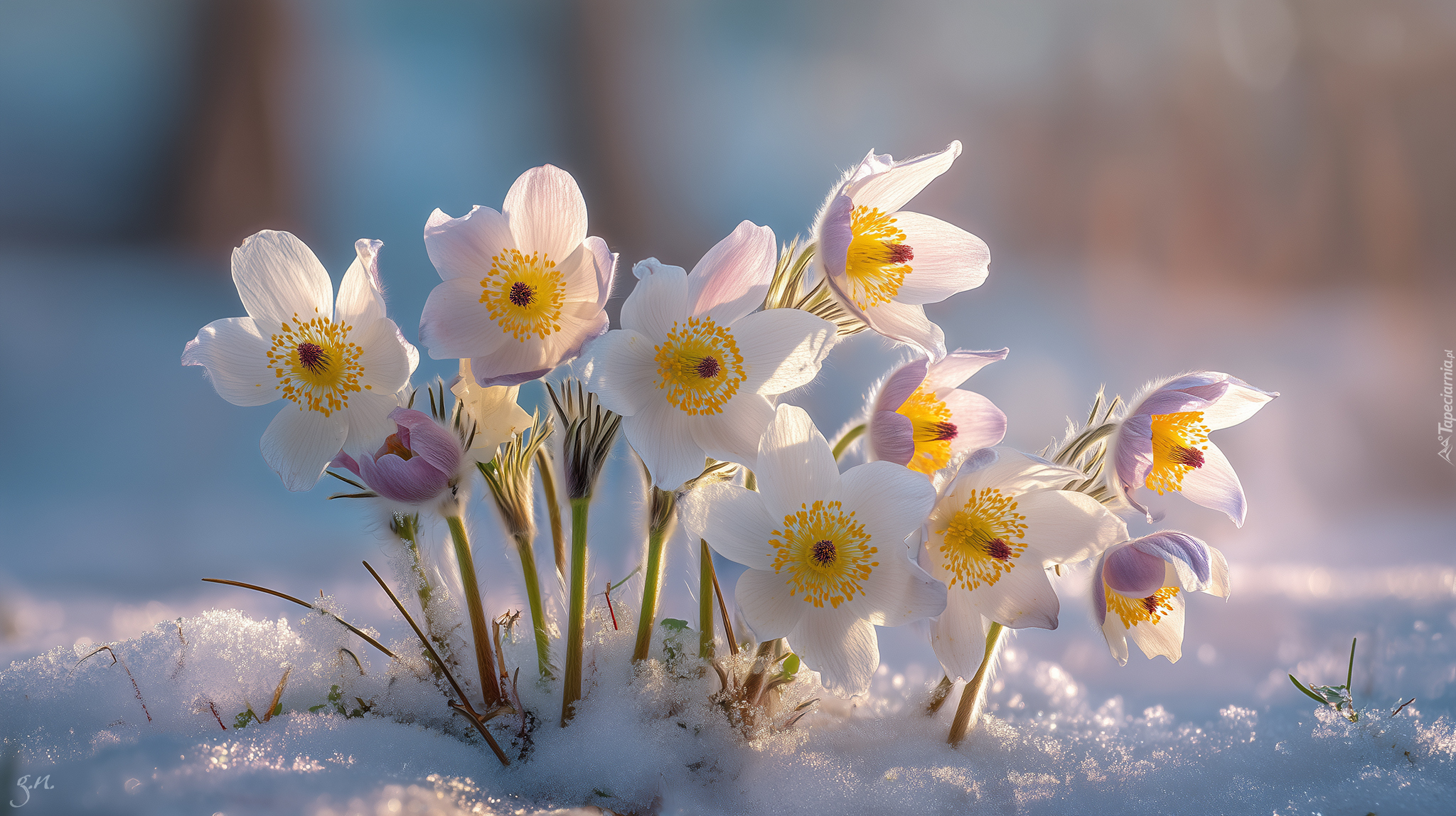 Sasanki, Białe, Kwiaty, Śnieg, Grafika AI