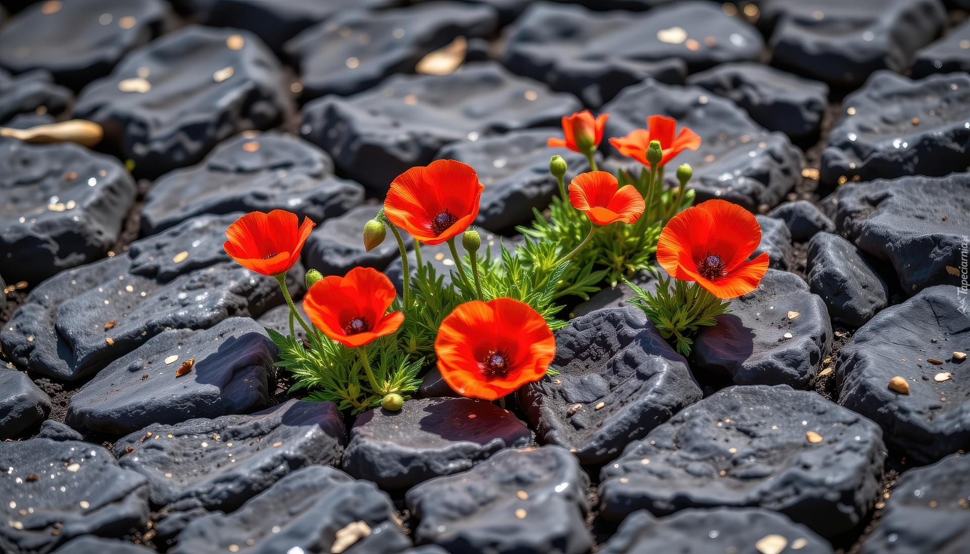 Czerwone, Maki, Czarne, Kamienie