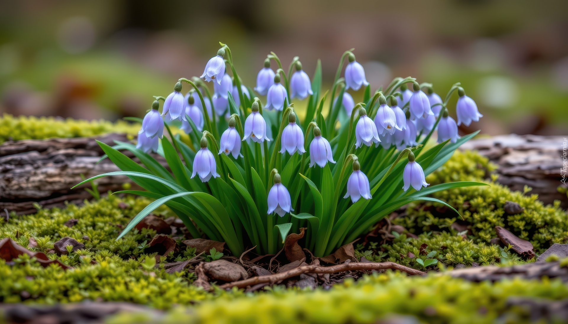 Fioletowe, Kwiaty, Dzwonki, Listki, Mech