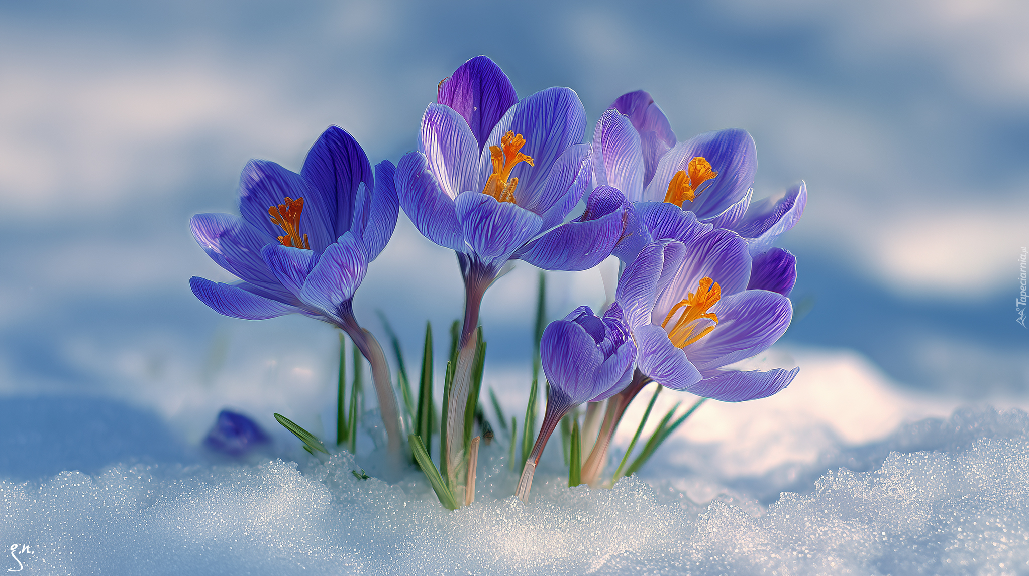 Fioletowe, Krokusy, Kwiaty, Grafika AI