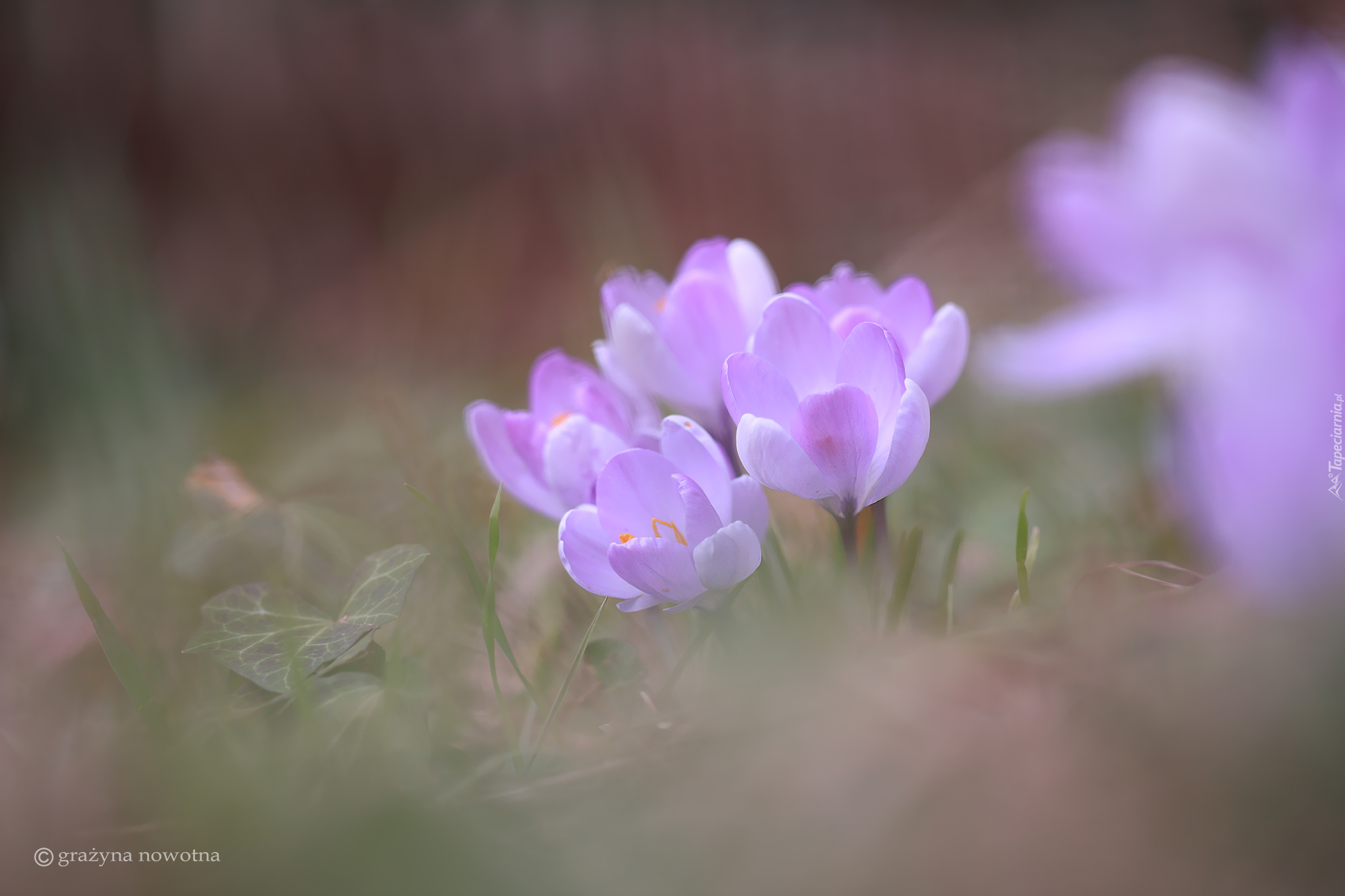 Liliowe, Jasnofioletowe, Krokusy, Kwiaty