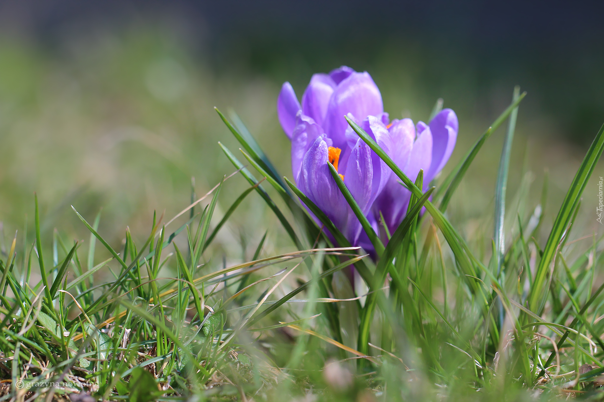 Liliowe, Krokusy