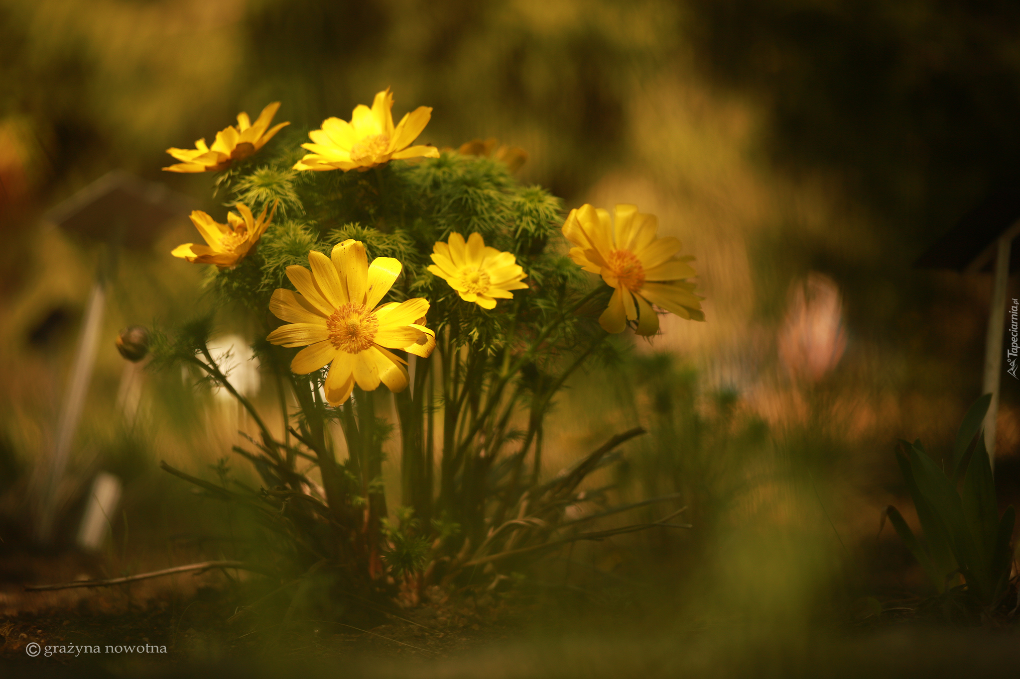 Żółte, Kwiaty, Miłki wiosenne