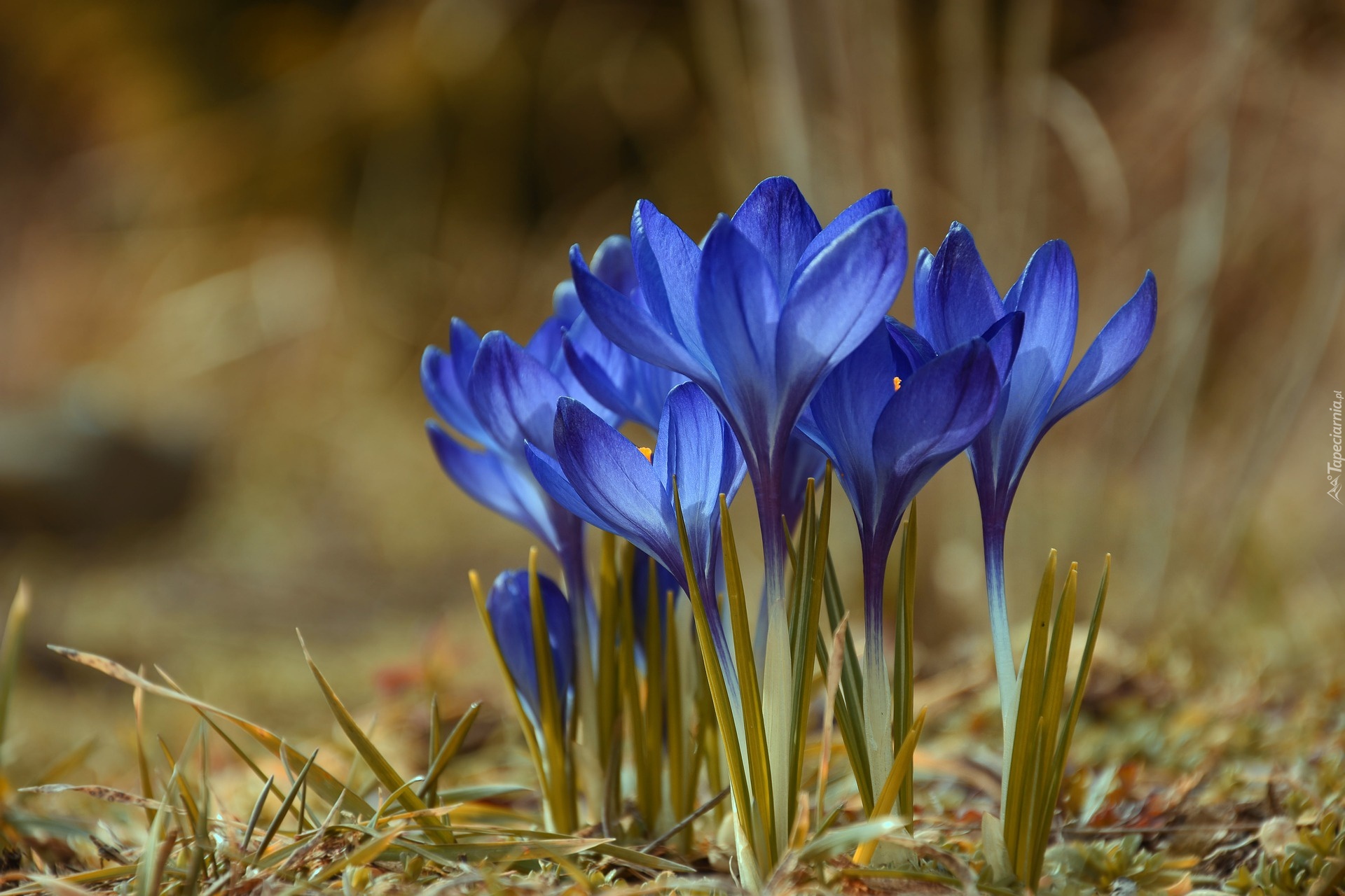 Kwiaty, Krokusy niebieskie, Kępka, Tło w rozmyciu