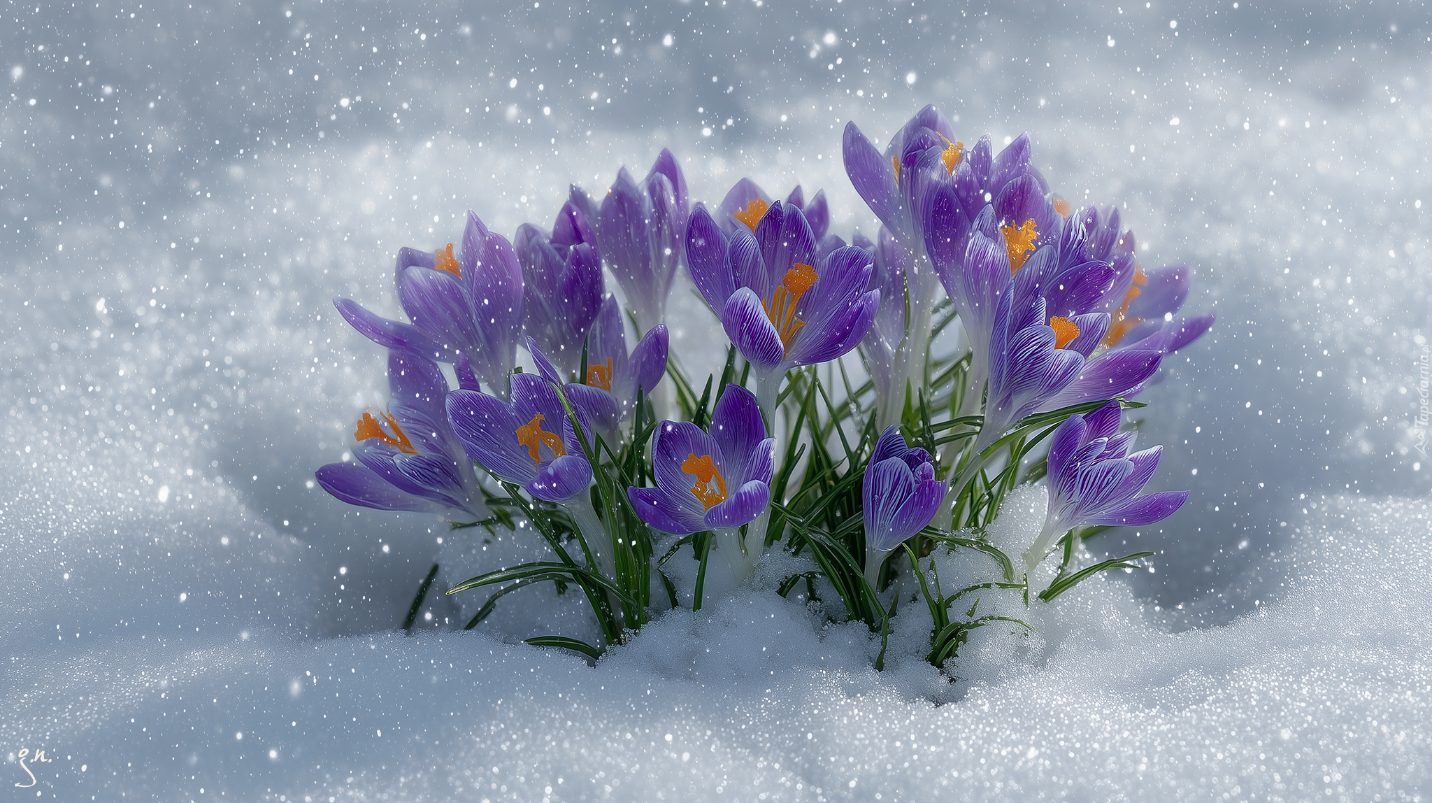 Rozkwitające, Fioletowe, Krokusy, Śnieg, Grafika AI