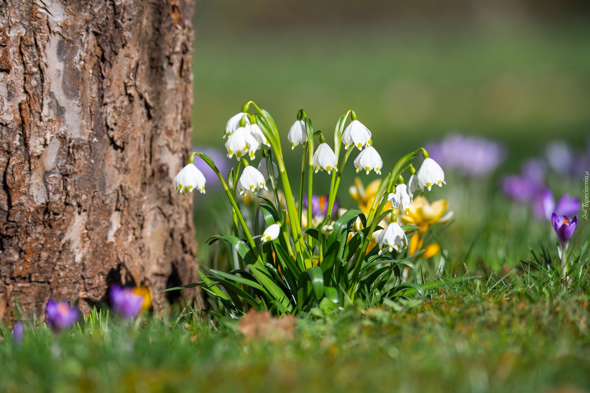 Kwiaty, Kępka, Śnieżyce, Krokus, Drzewo