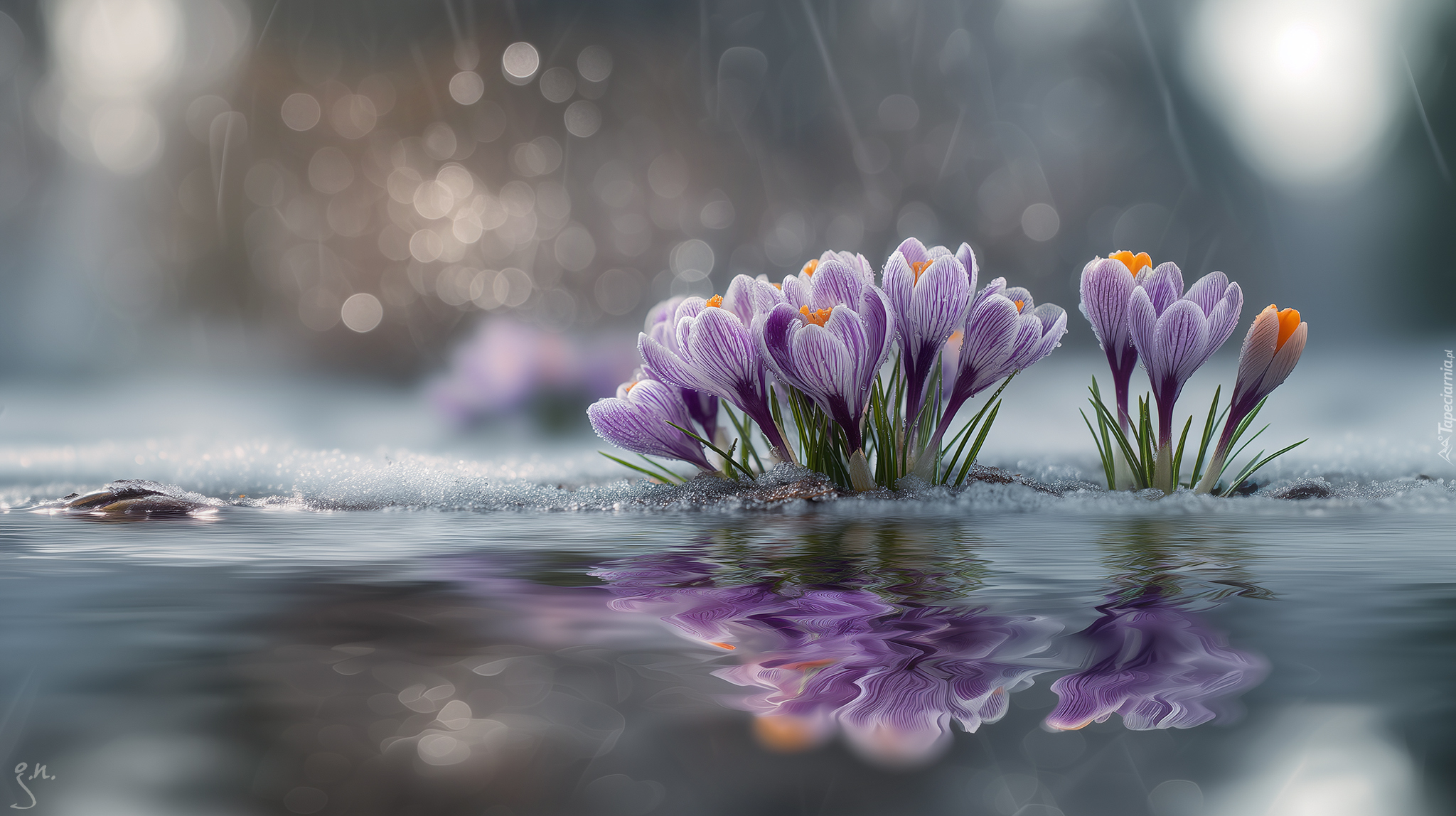 Fioletowe, Krokusy, Woda, Grafika AI