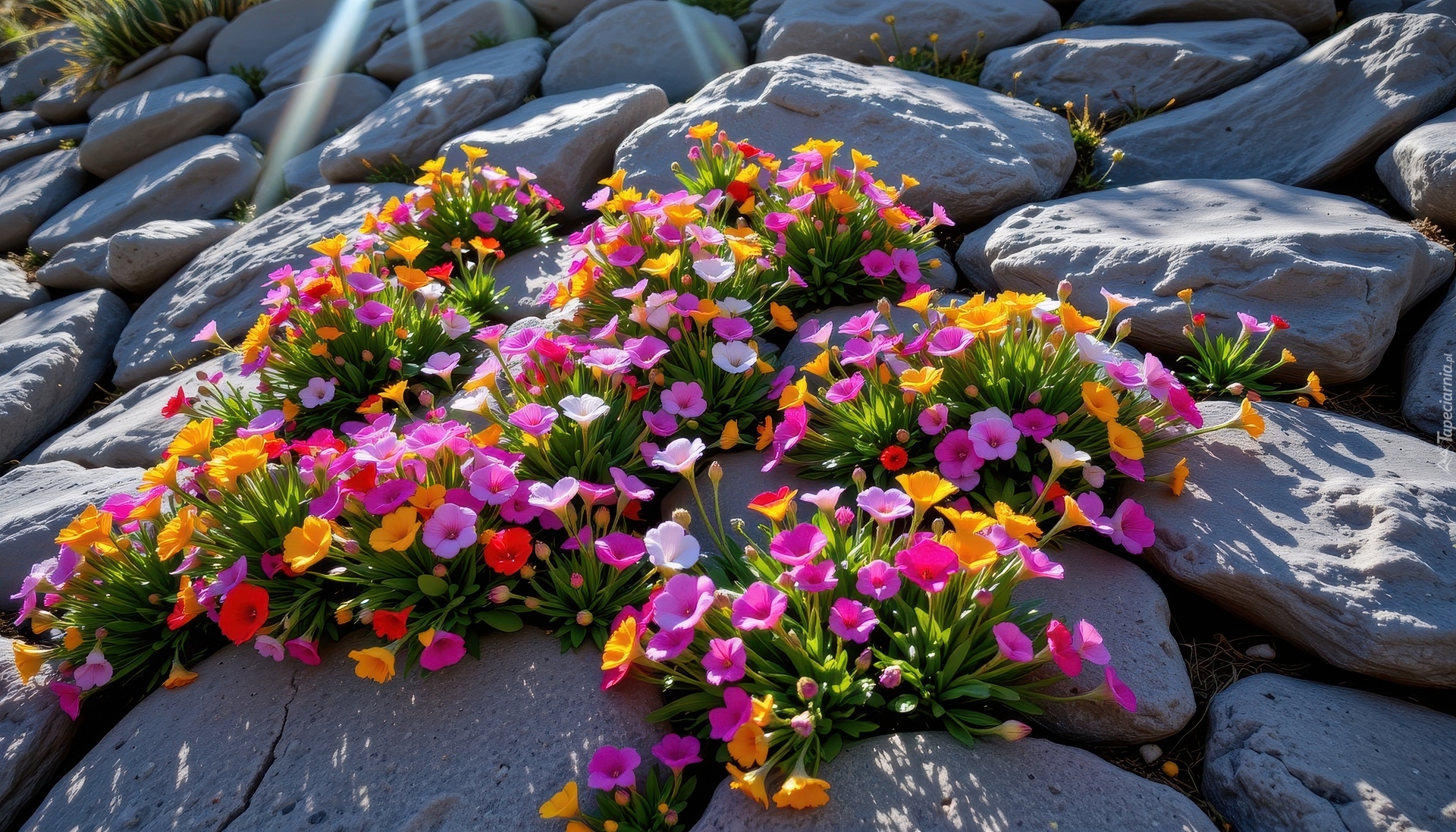 Kamienie, Kolorowe, Kwiaty, Grafika AI