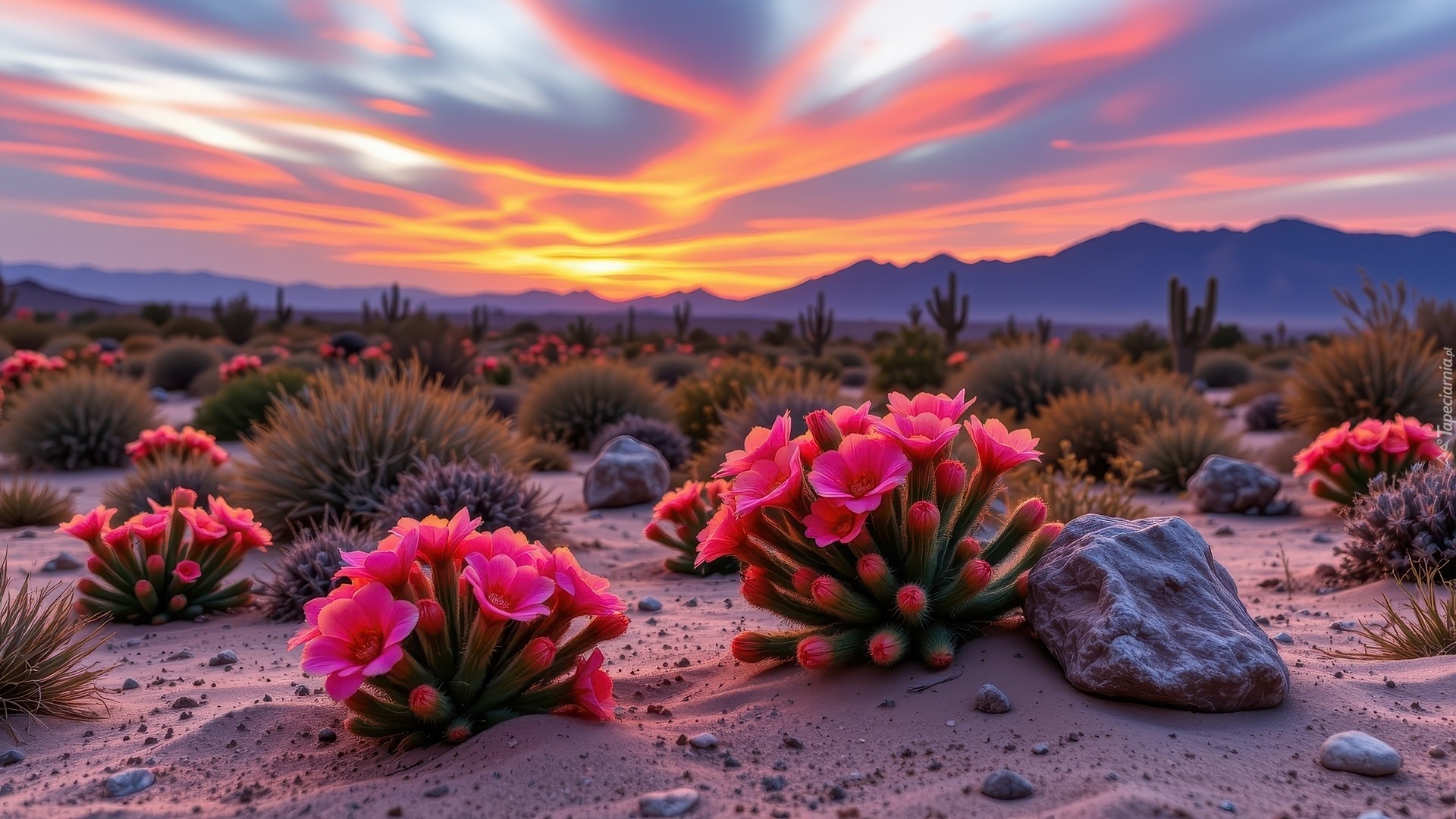 Kolorowe, Niebo, Kwitnące, Kaktusy, Kwiaty, Kępki, Roślin, Góry, Kamienie