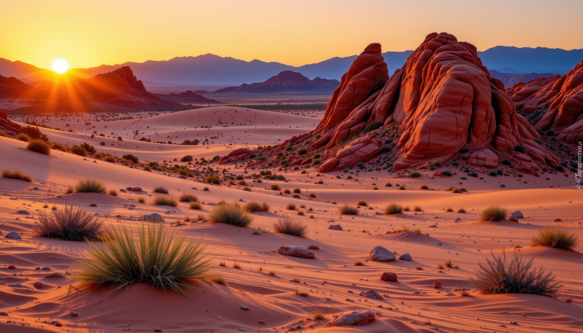 Pustynia, Rośliny, Skały, Zachód słońca, Grafika AI