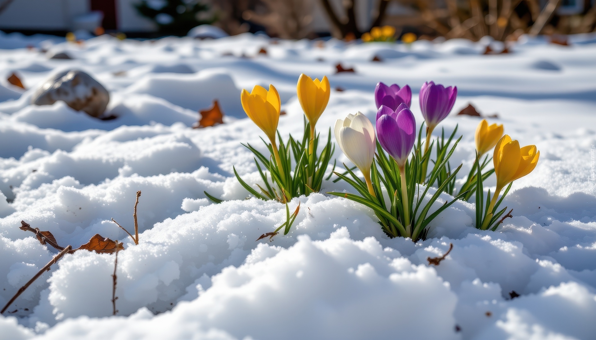 Krokusy, Żółte, Fioletowe, Kwiaty, Śnieg, Grafika AI