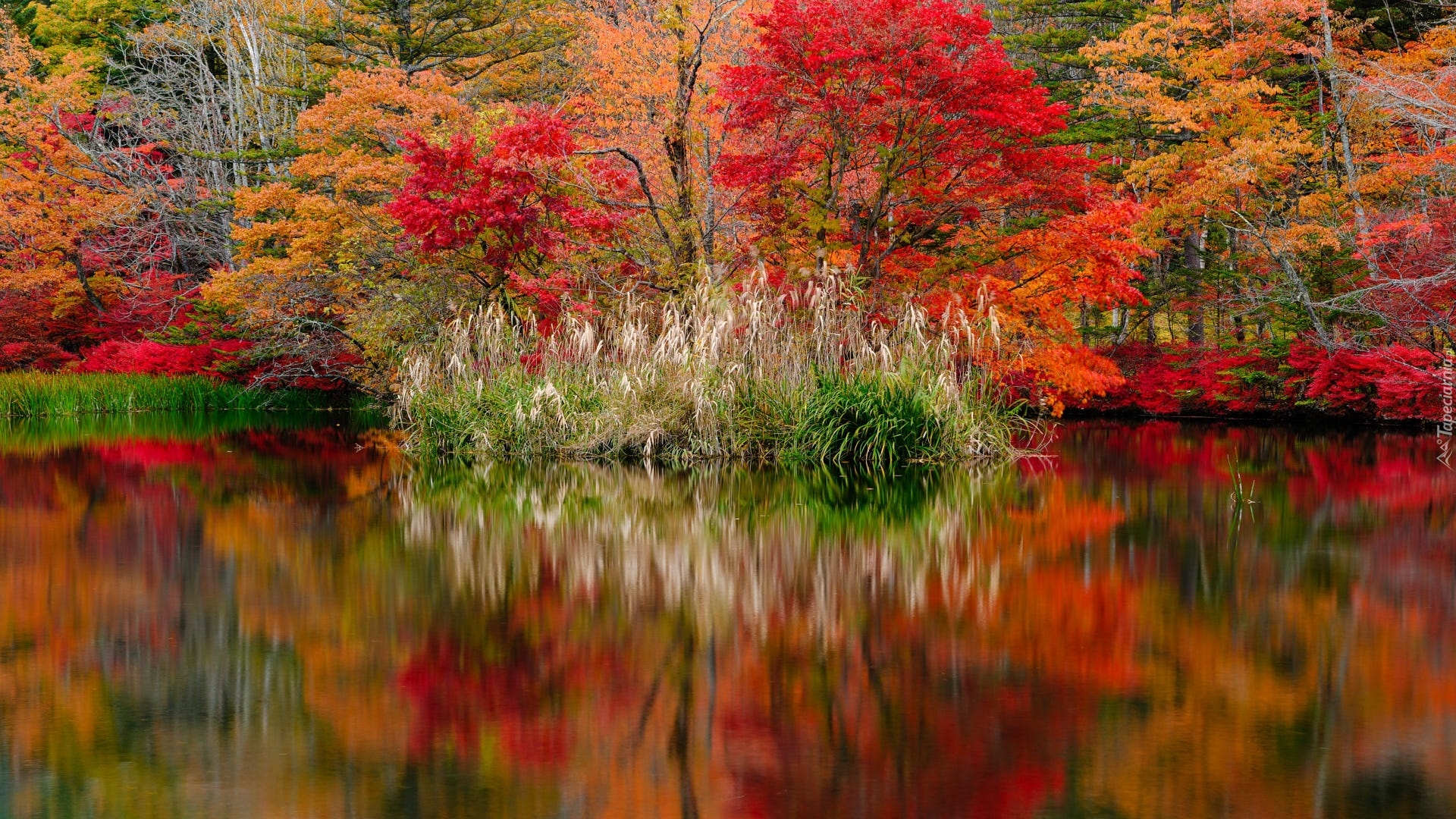 Jesień, Staw, Kumoba Pond, Kolorowe, Drzewa, Kępy, Trawy, Odbicie, Karuizawa, Nagano, Japonia