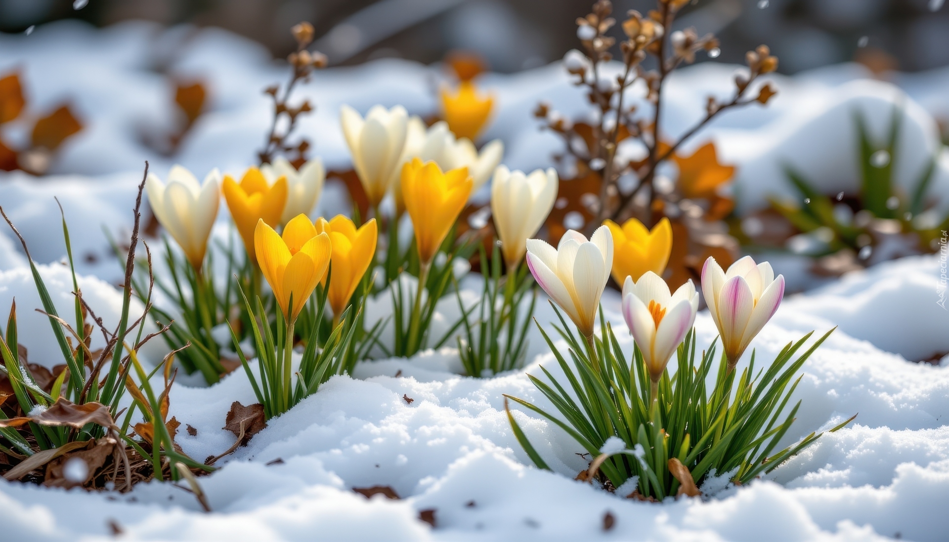 Białe, Żółte, Krokusy, Śnieg