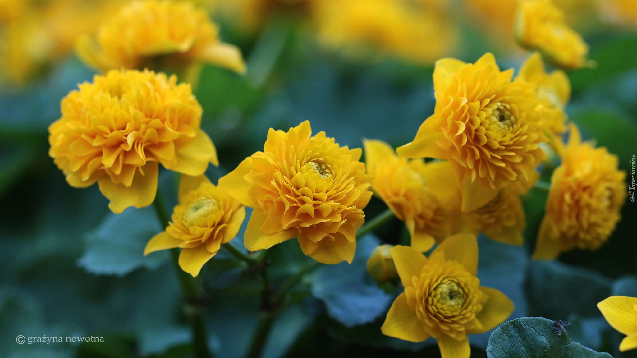 Żółte, Rozwinięte, Kwiaty