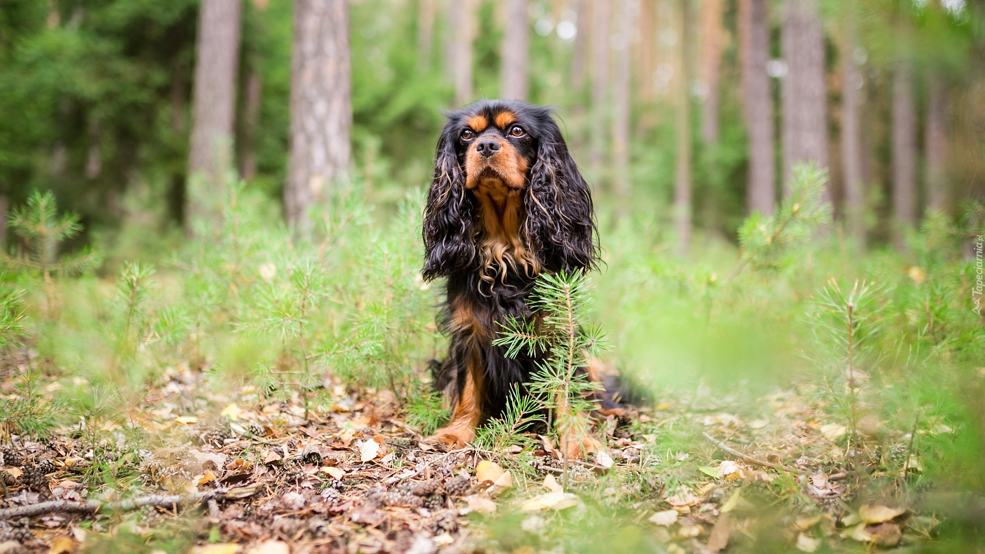 Pies, King Charles spaniel, Las, Drzewa, Ściółka