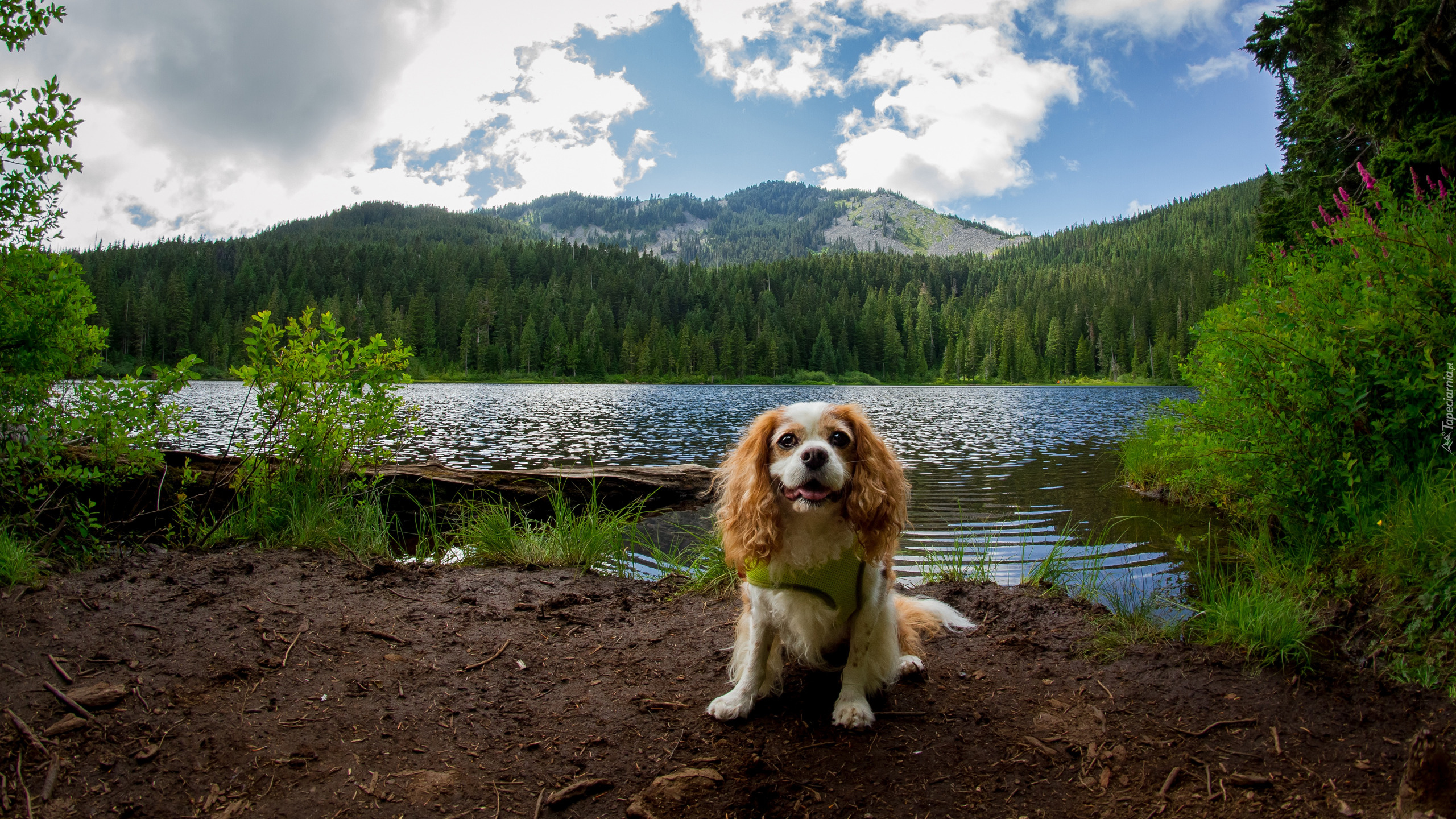 Pies, King charles spaniel, Rzeka, Drzewa, Góry