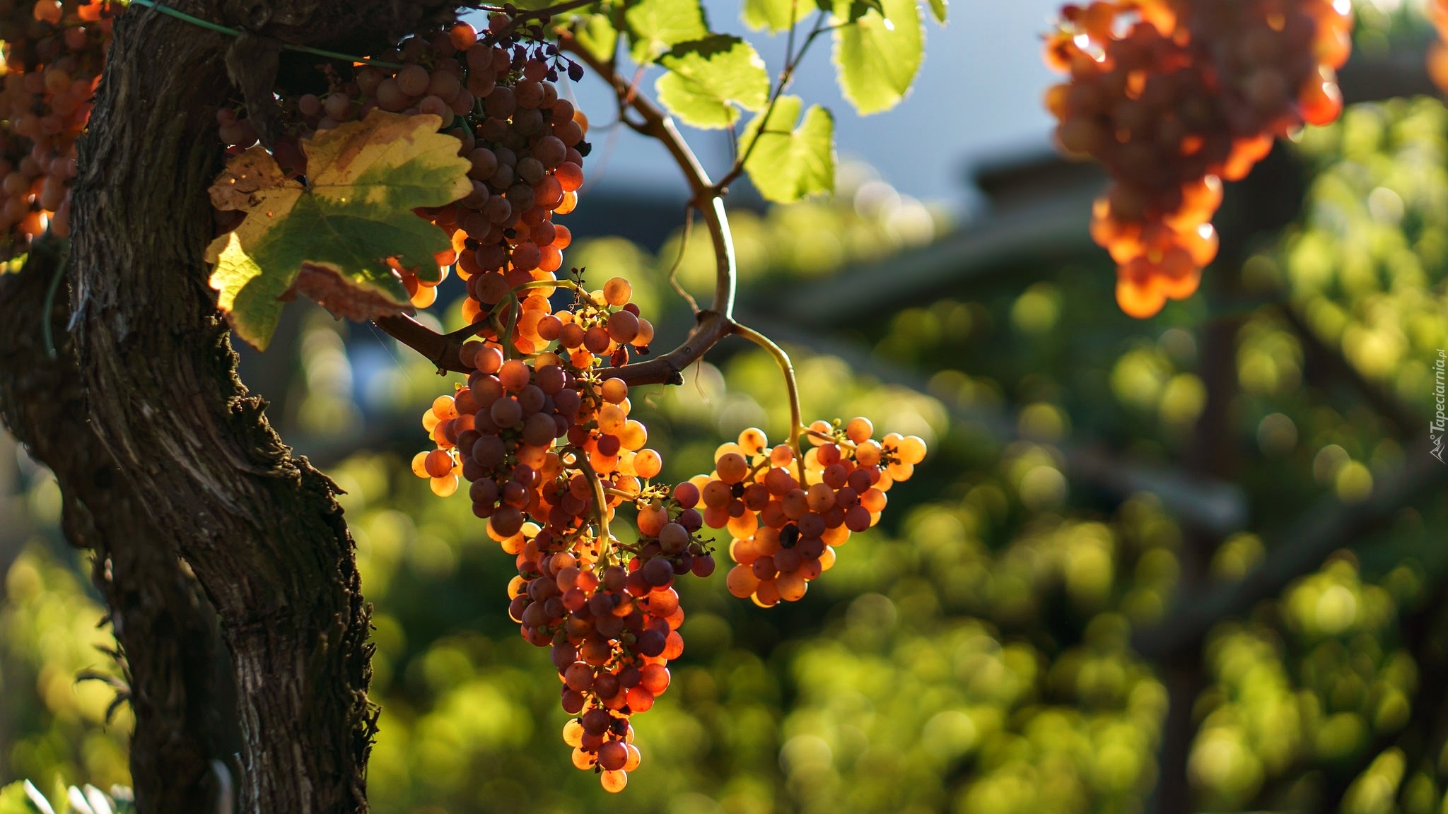 природа ягоды виноград деревья nature berries grapes trees скачать