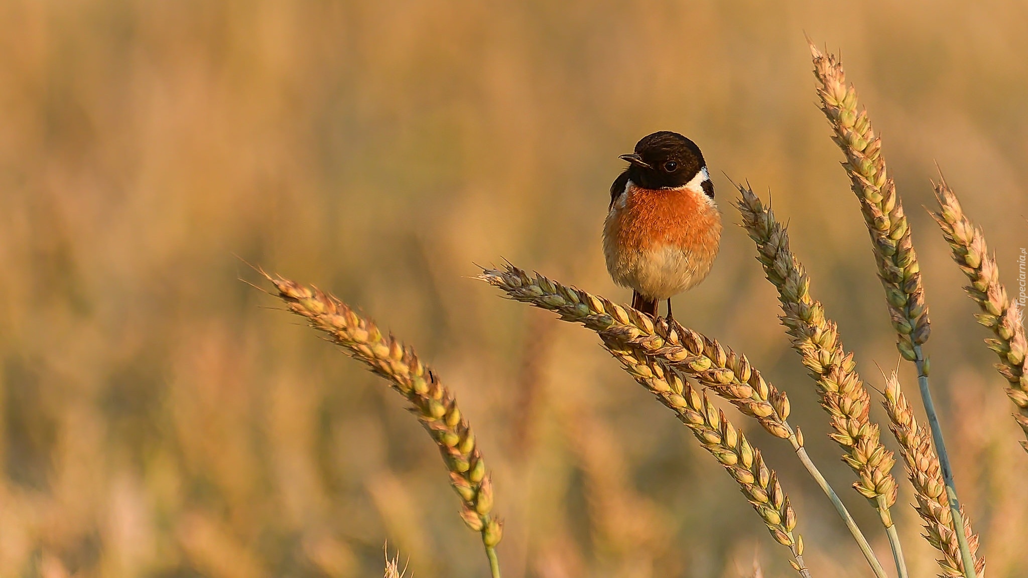 Пшеничная птица. Пшеничное поле с птицами. Птичка на колоске. Пшеница для птиц. Птицы на колосках пшеницы.
