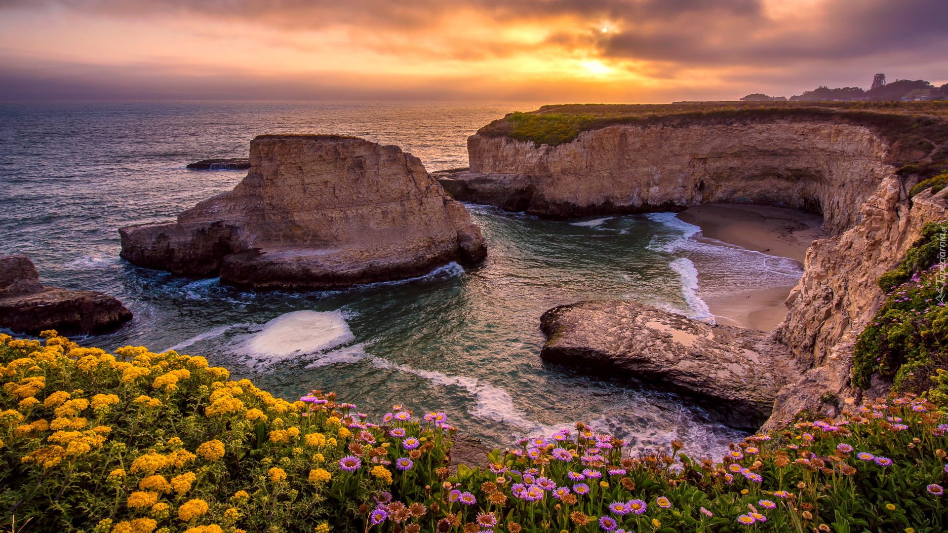 Morze, Ocean Spokojny, Wybrzeże, Skały, Klif, Kwiaty, Wschód słońca, Plaża Shark Fin Cove, Davenport, Hrabstwo Santa Cruz, Kalifornia, Stany Zjednoczone