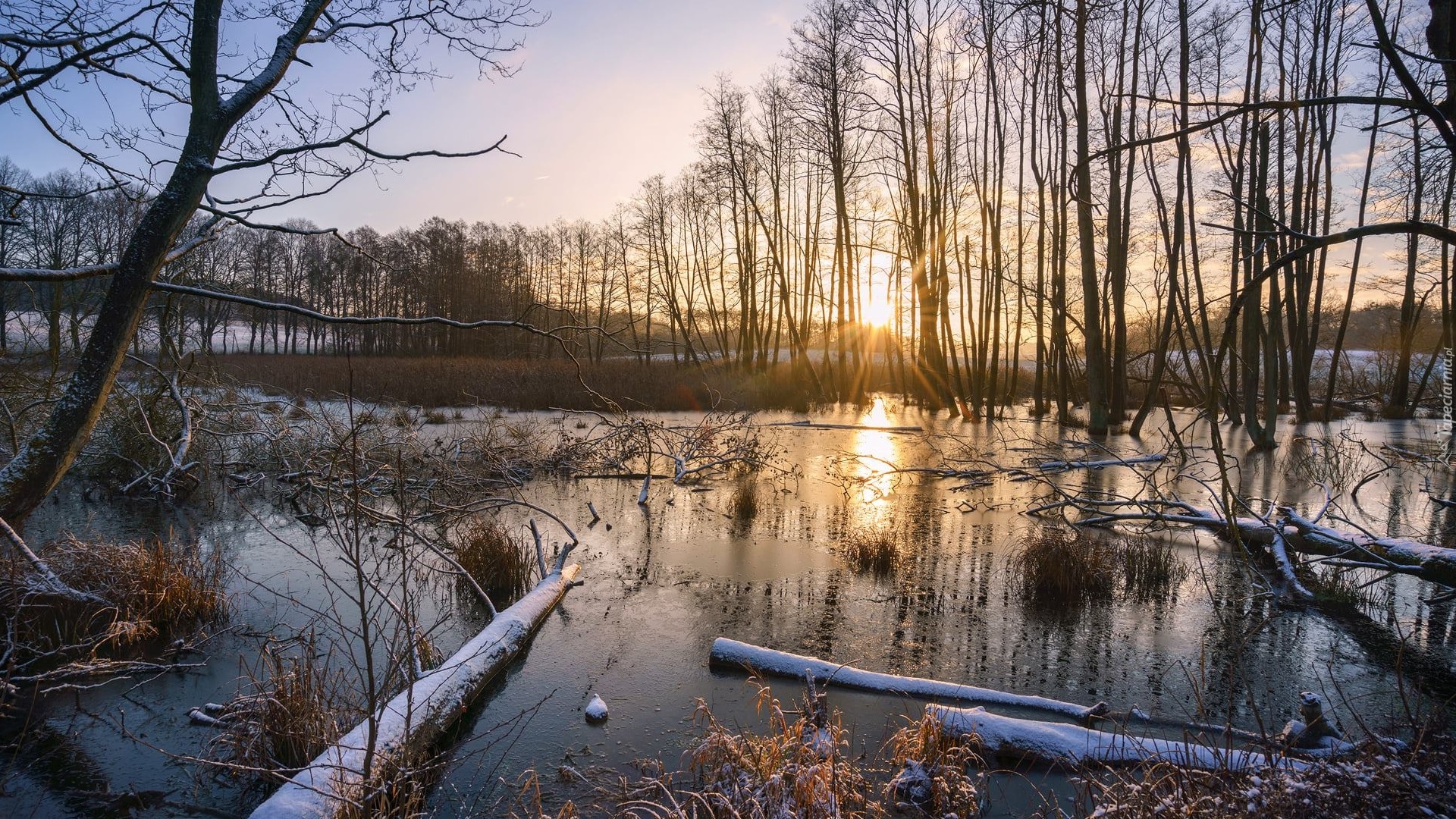 Bagna, Drzewa, Promienie słońca, Kłody, Drzewa, Rośliny