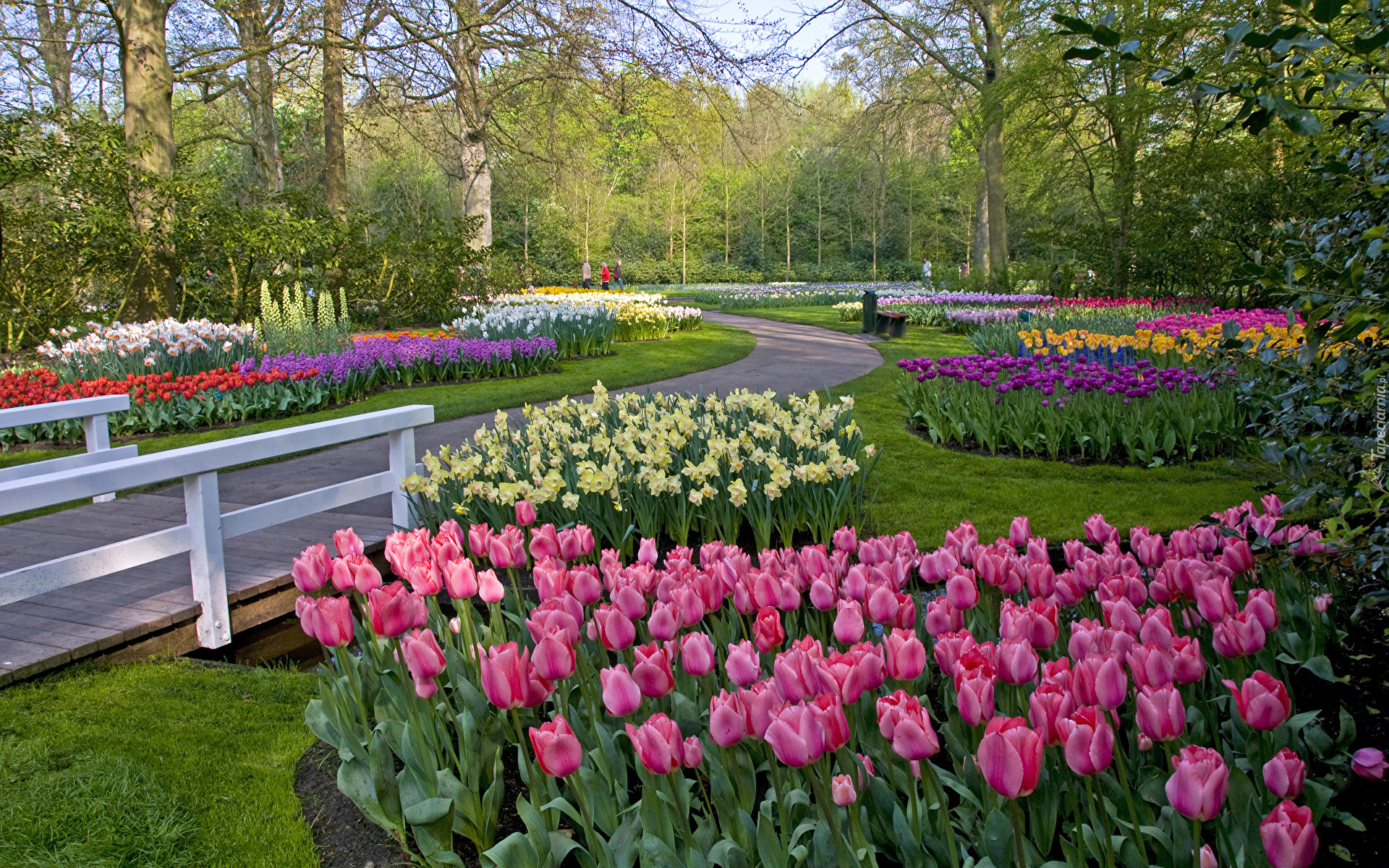 Kolorowe, Tulipany, Żonkile, Drzewa, Krzewy, Mostek, Park