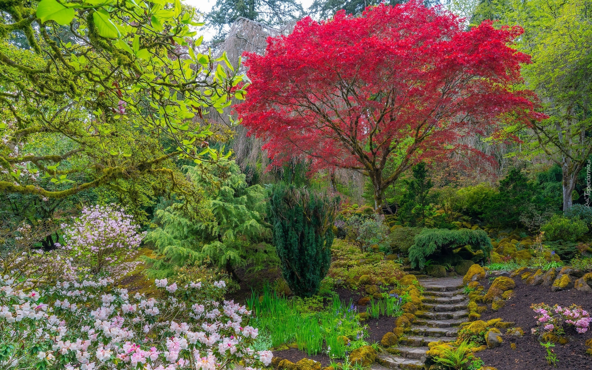 Stany Zjednoczone, Portland, Ogród japoński, Drzewa, Klon palmowy, Rododendron, Schodki