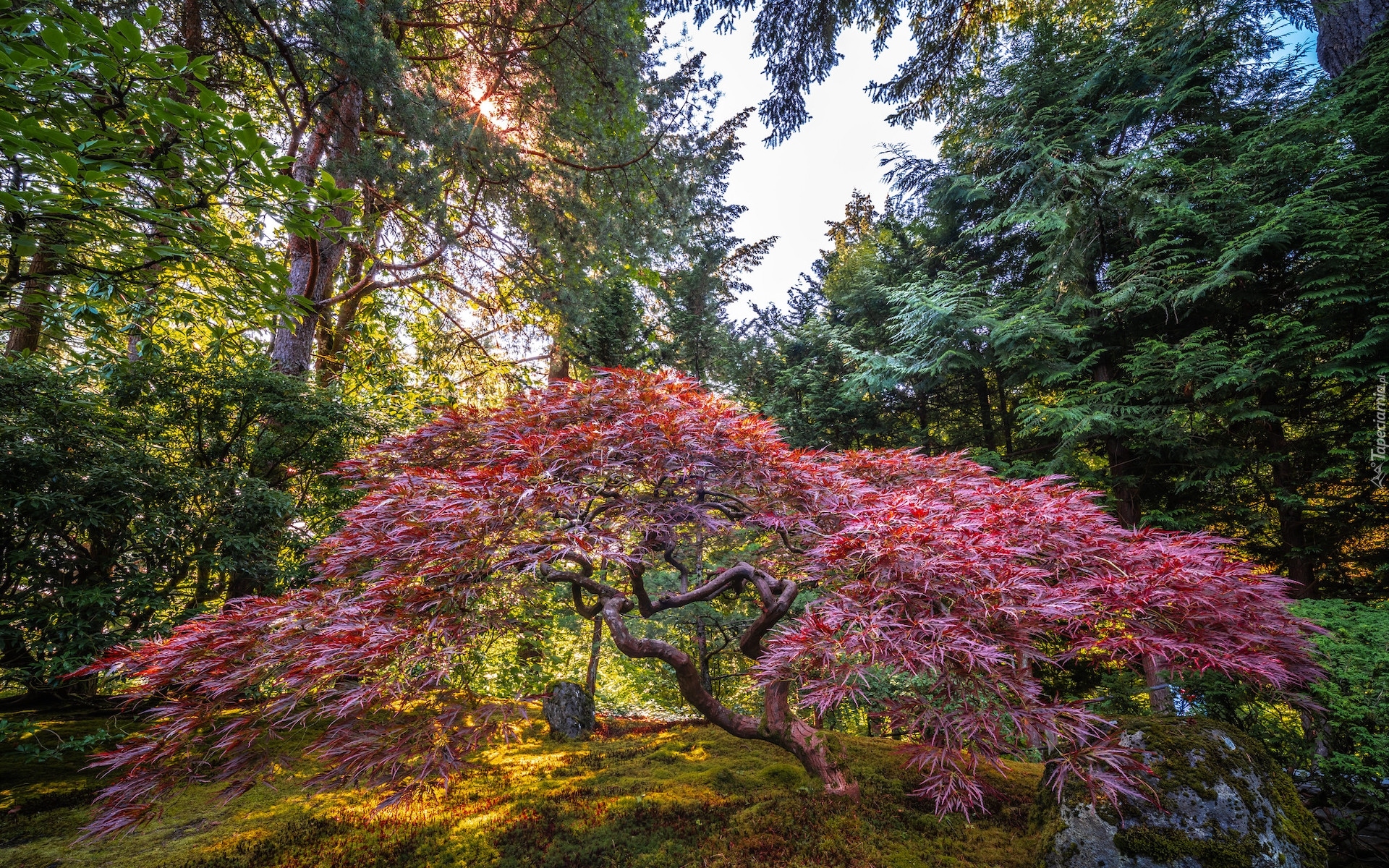 Ogród, Portland Japanese Garden, Drzewo, Klon palmowy, Promienie słońca, Portland, Stan Oregon, Stany Zjednoczone
