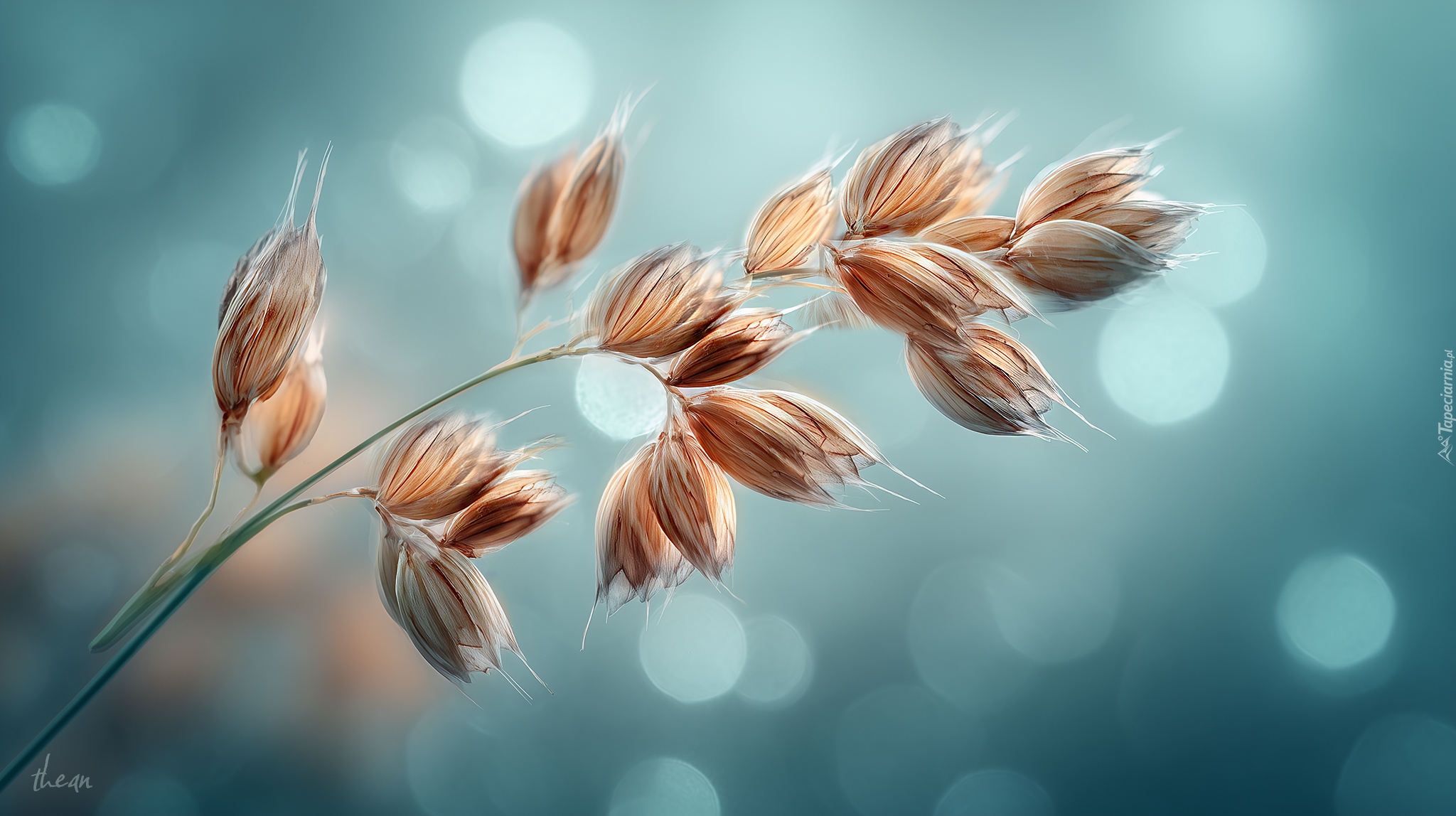 Zboże, Źdźbło, Kłos, Grafika AI