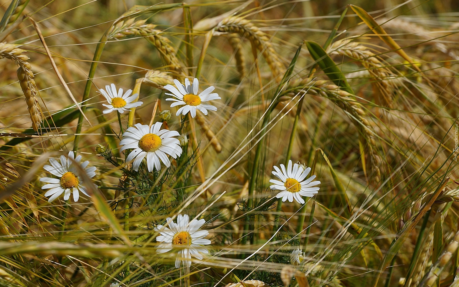 Rumianek, Zboże, Kłosy, Rozmycie