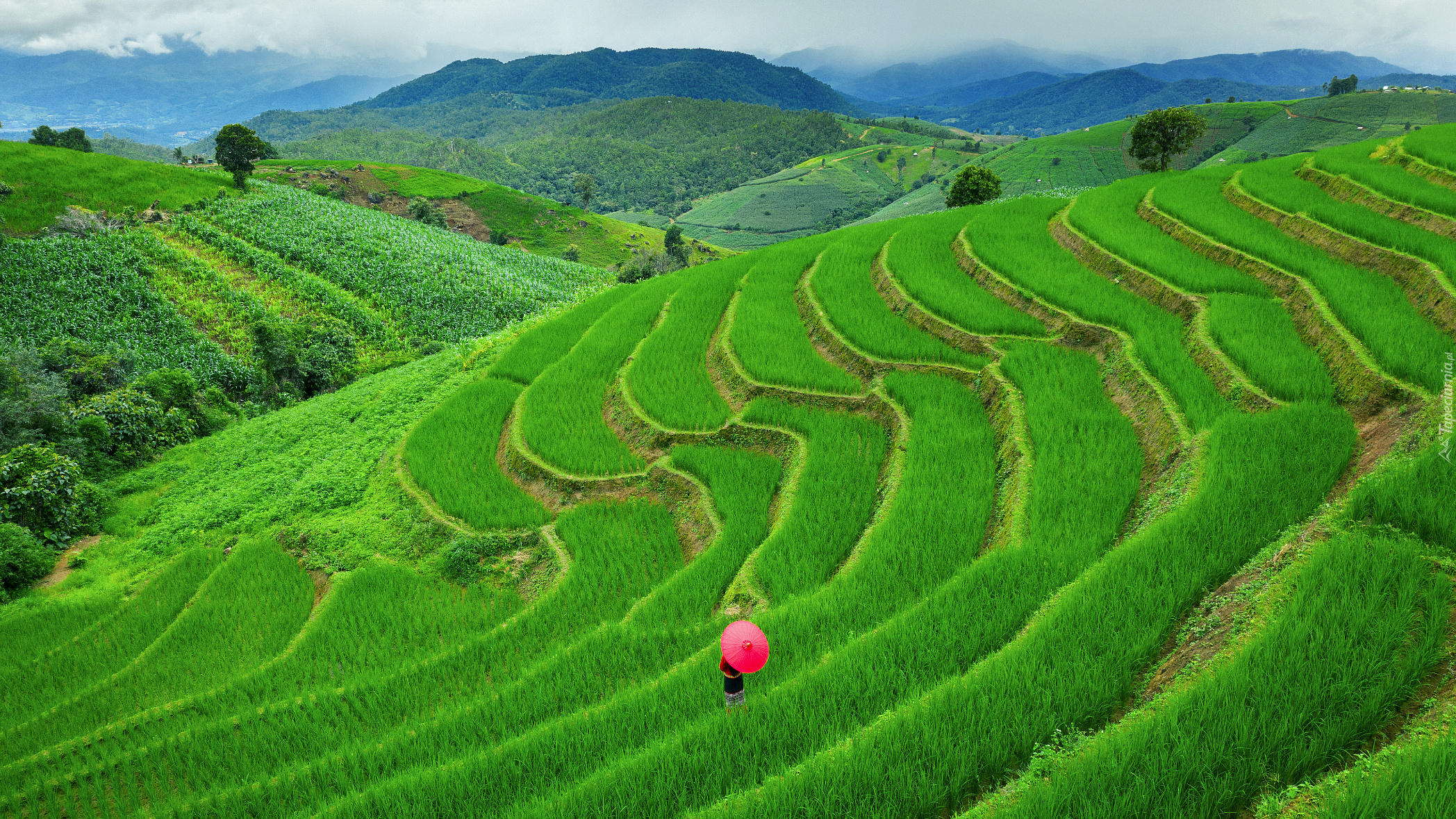 Kobieta, Parasolka, Pola, Tarasy ryżowe, Góry, Wzgórza, Drzewa, Pa Bong Piang, Chiang Mai, Tajlandia