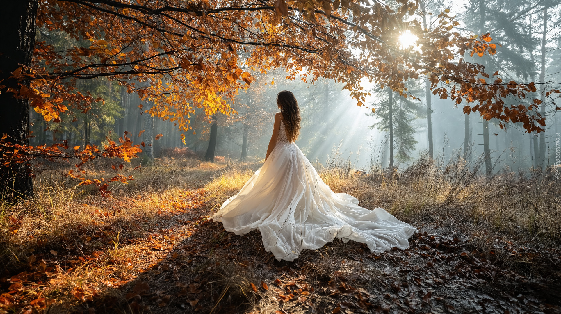 Kobieta, Biała, Suknia, Las, Jesień, Drzewo, Gałęzie, Liście, Słoneczny blask