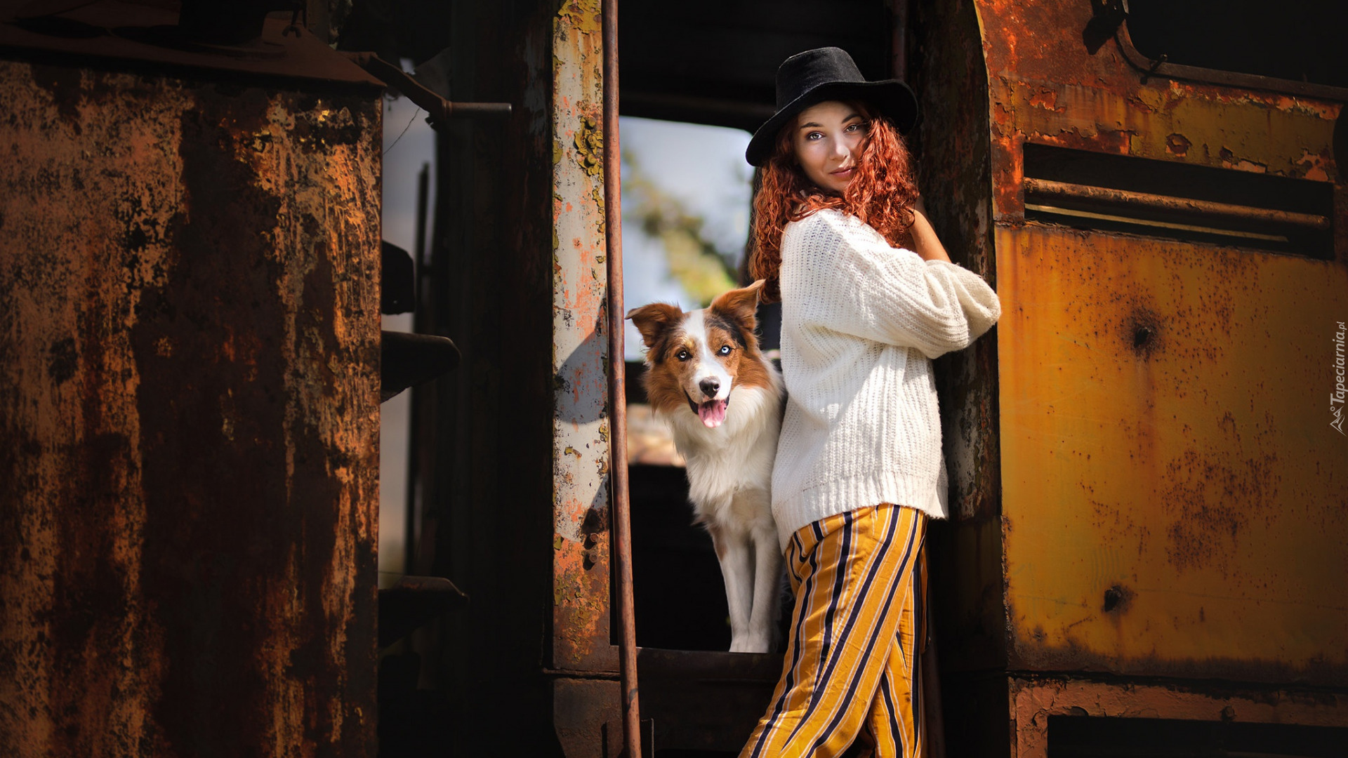 Stary, Wagon, Pies, Border collie, Dziewczyna, Kapelusz