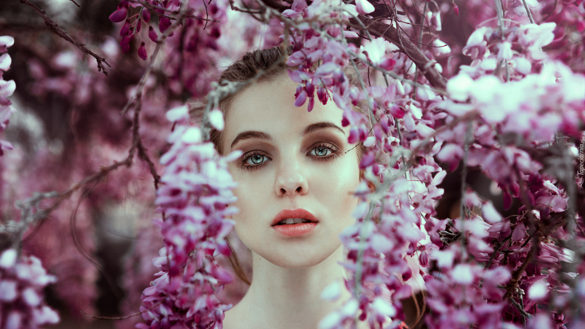 Dziewczyna, Kwitnące, Drzewo, Glicynia