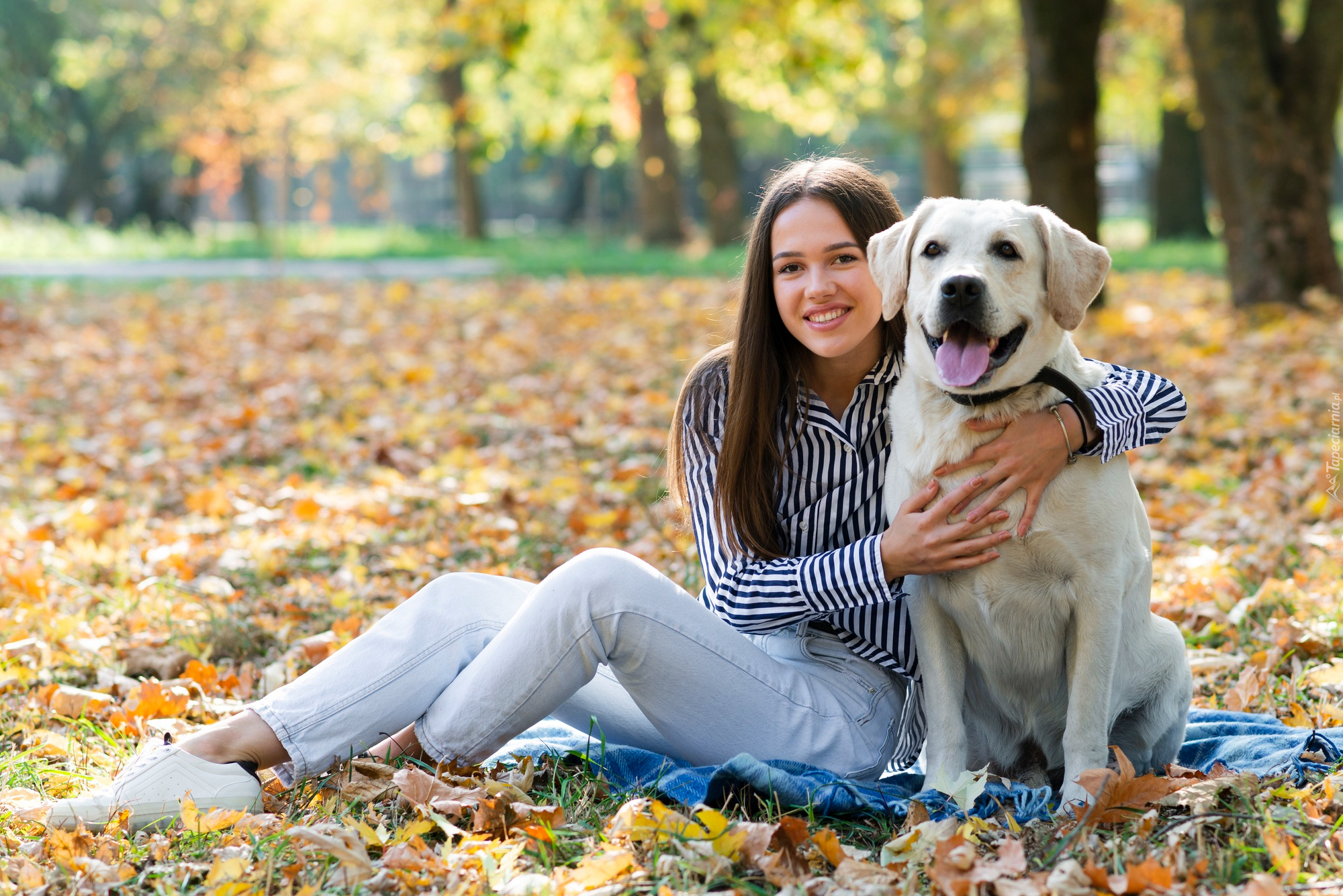 Długowłosa, Kobieta, Biały, Pies, Labrador retriever, Liście