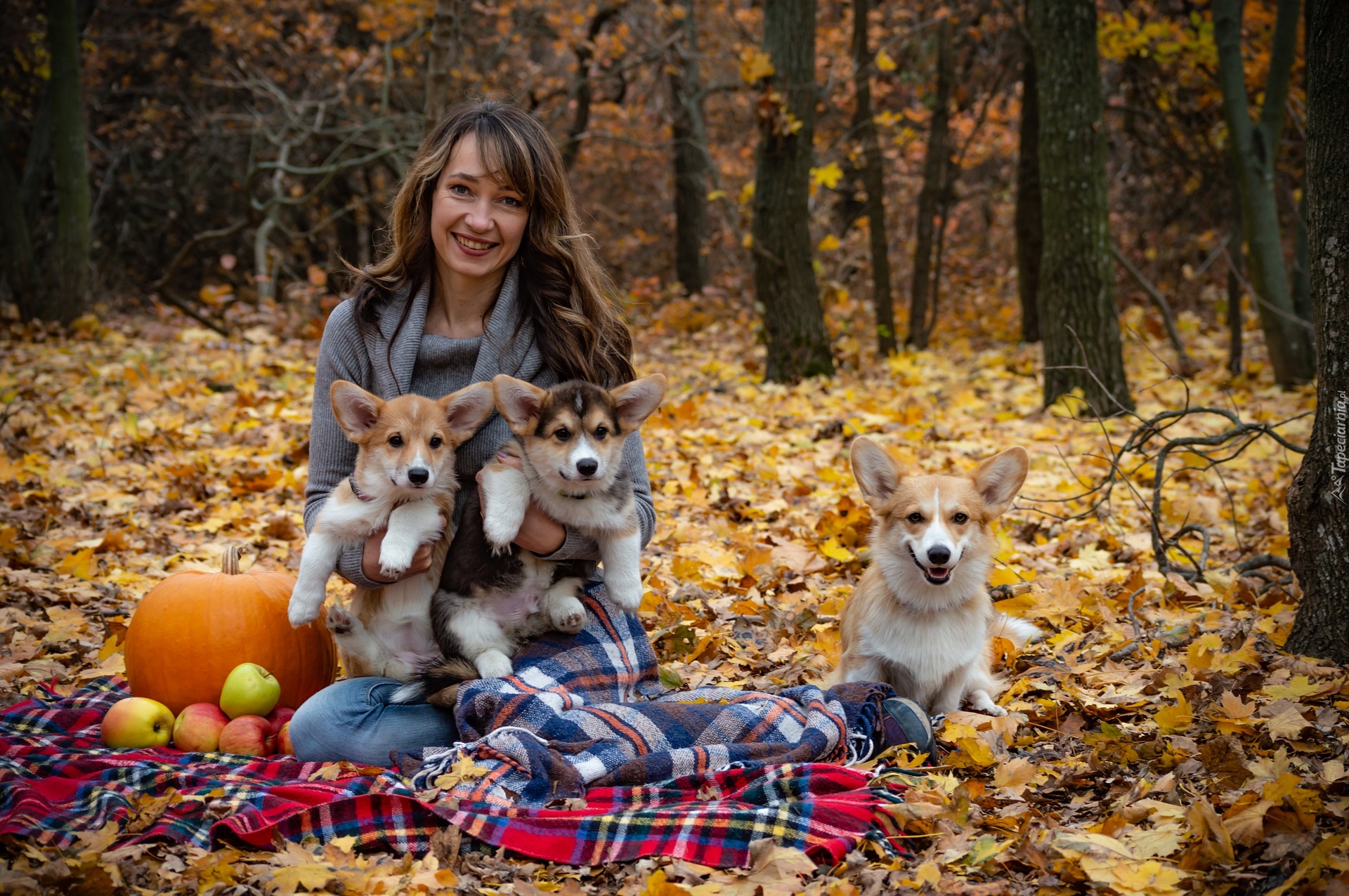 Trzy, Psy, Welsh corgi pembroke, Kobieta, Koc, Dynia, Liście