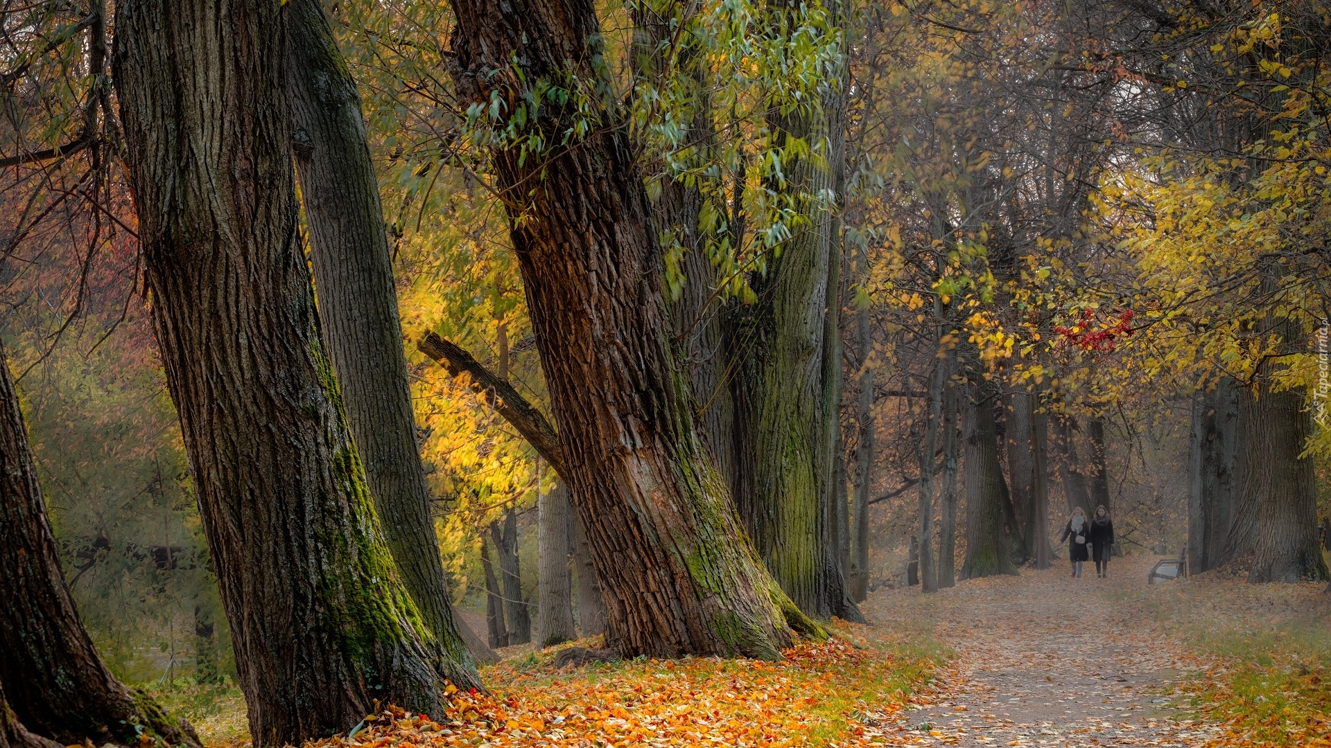 Jesień, Park, Kobiety, Alejka, Drzewa, Ławka, Liście