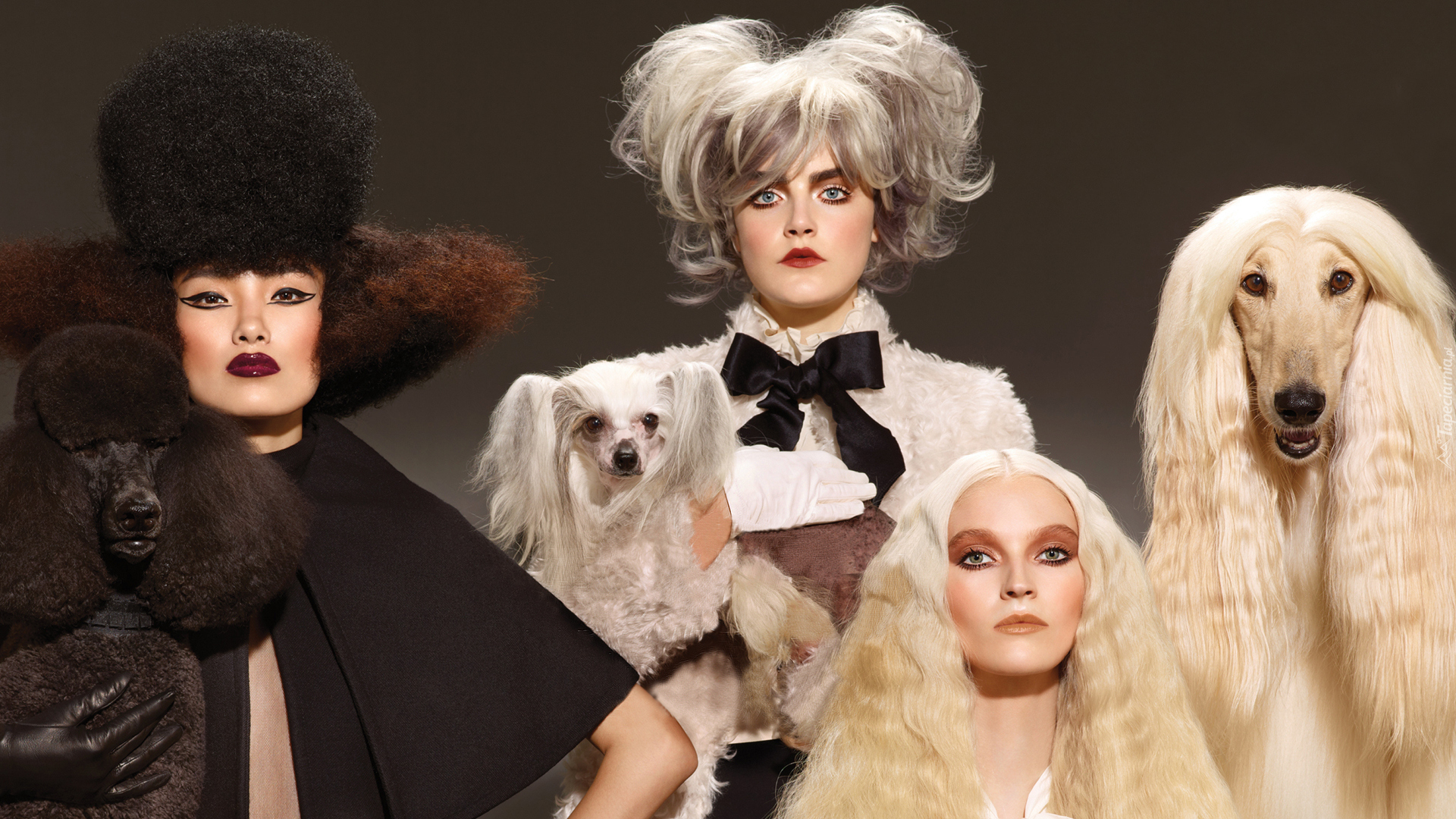 Trzy, Kobiety, Psy, Pudel, Grzywacz chiński, Chart afgański